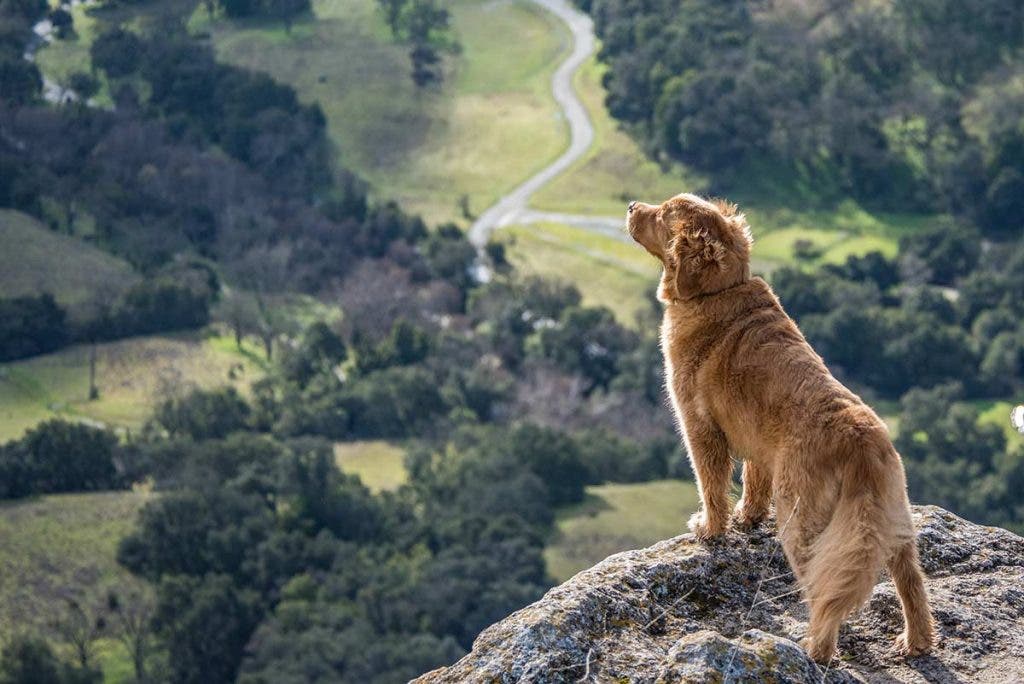 rule of thirds in photography dog