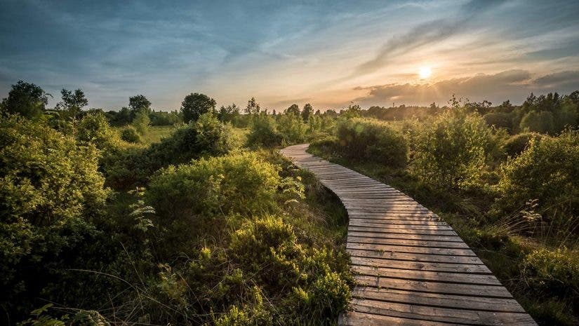 wooden path trees sunset