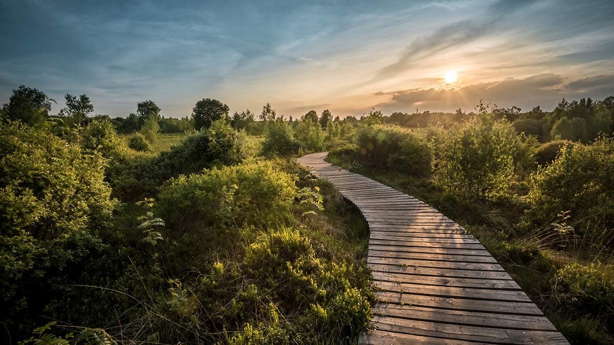 wooden path trees sunset