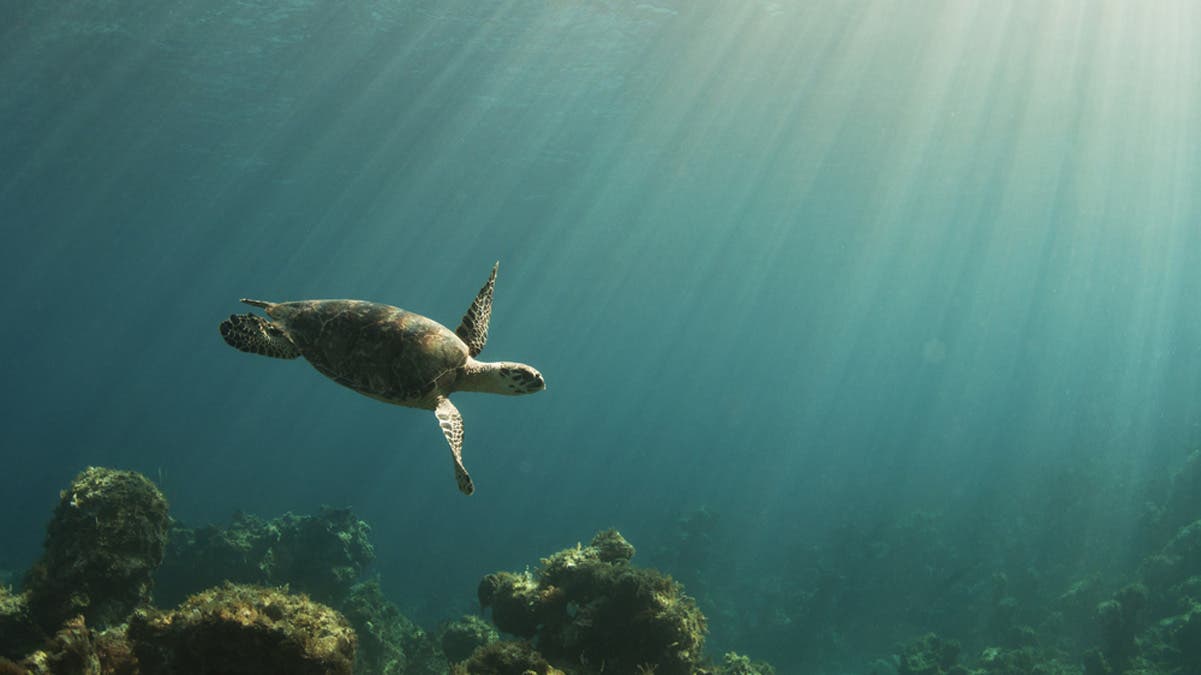 natural light beaming over a coral reef