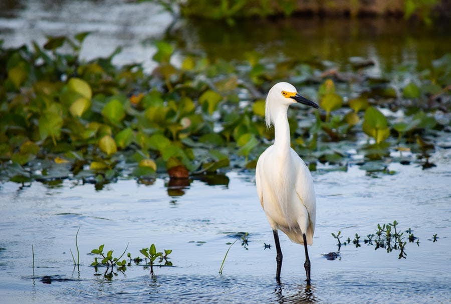 bird standing in the water