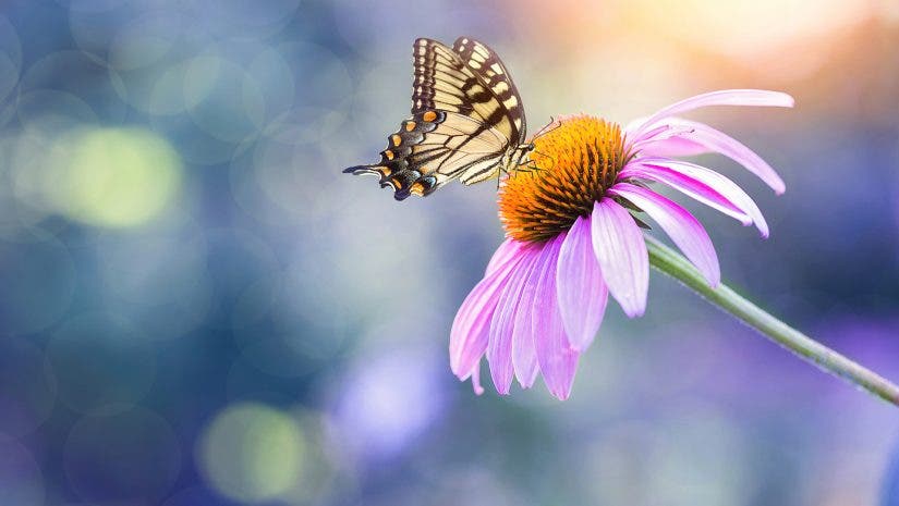 butterfly, macro lens, nature, macro photography