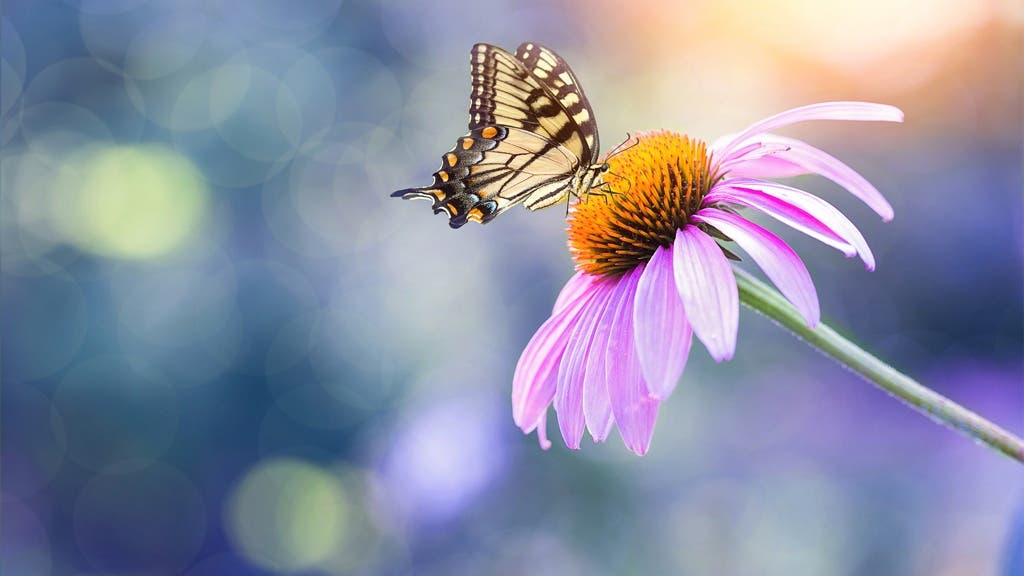 butterfly, macro lens, nature, macro photography