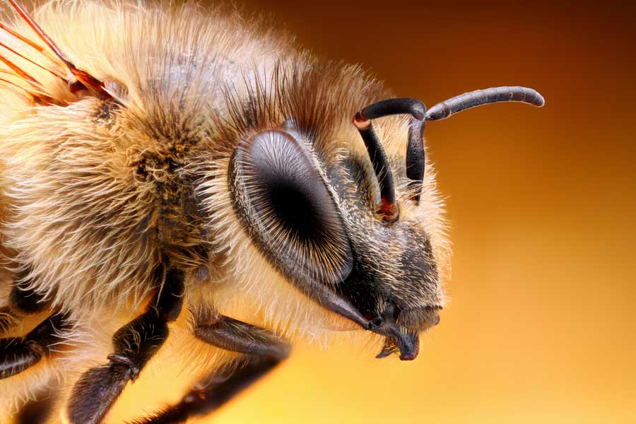 a macro shot of a bee