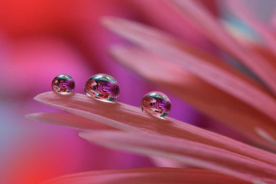 water droplets on a flower petal