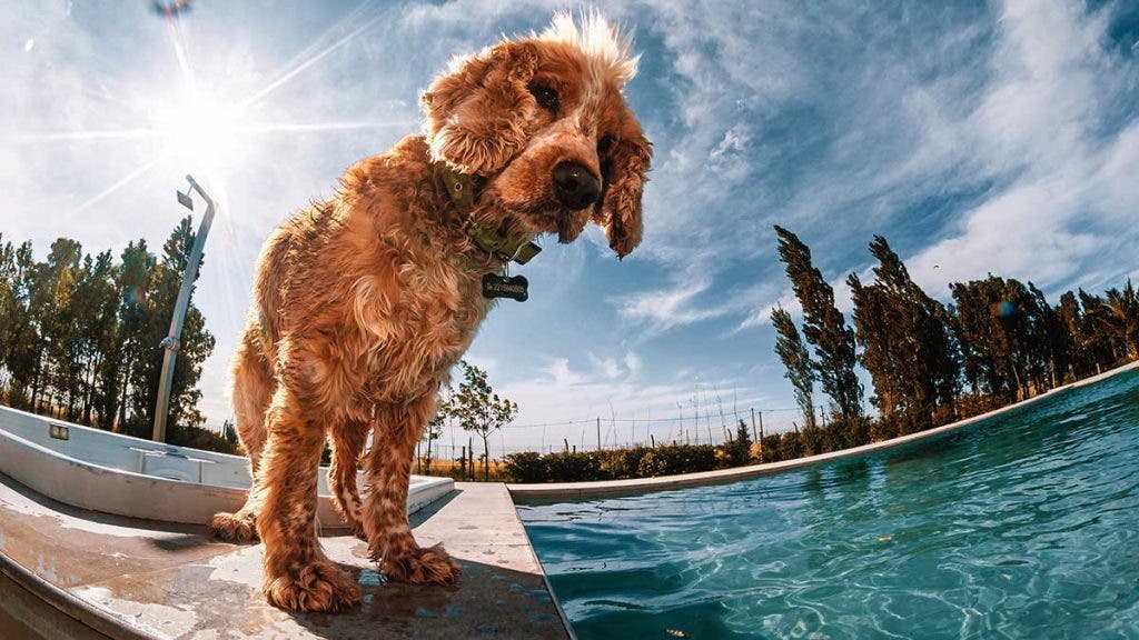 fisheye lens dog by pool