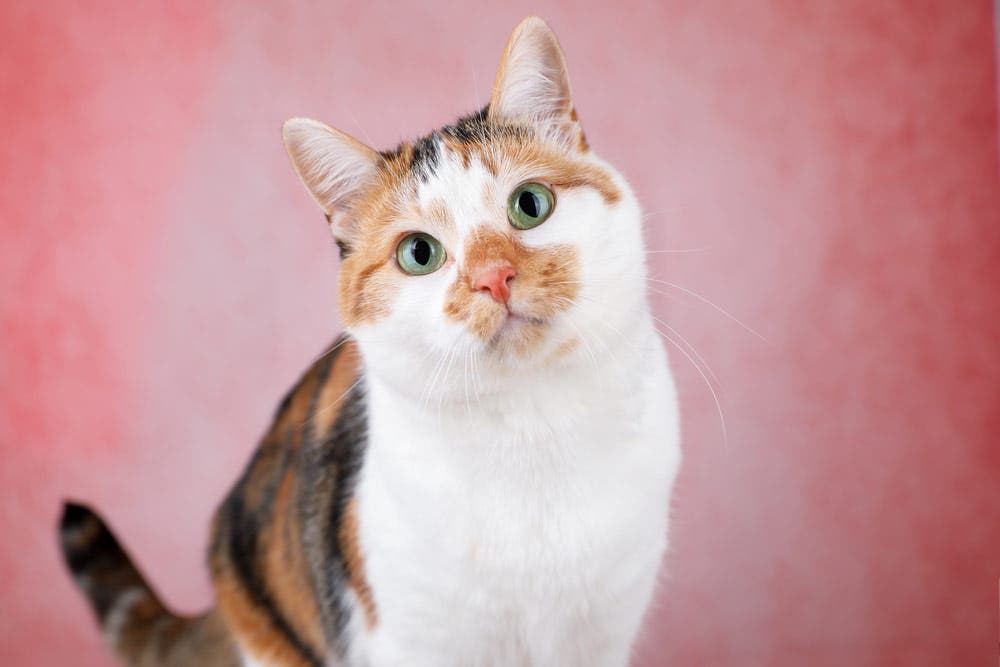 cat posing in front of canvas backdrop