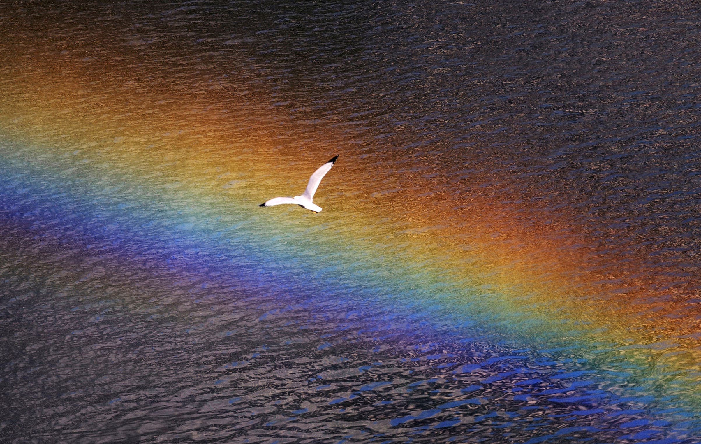 Keep In Flight, Rainbow © Photography from personal collection of John H. White, Pulitzer Prize Photographer