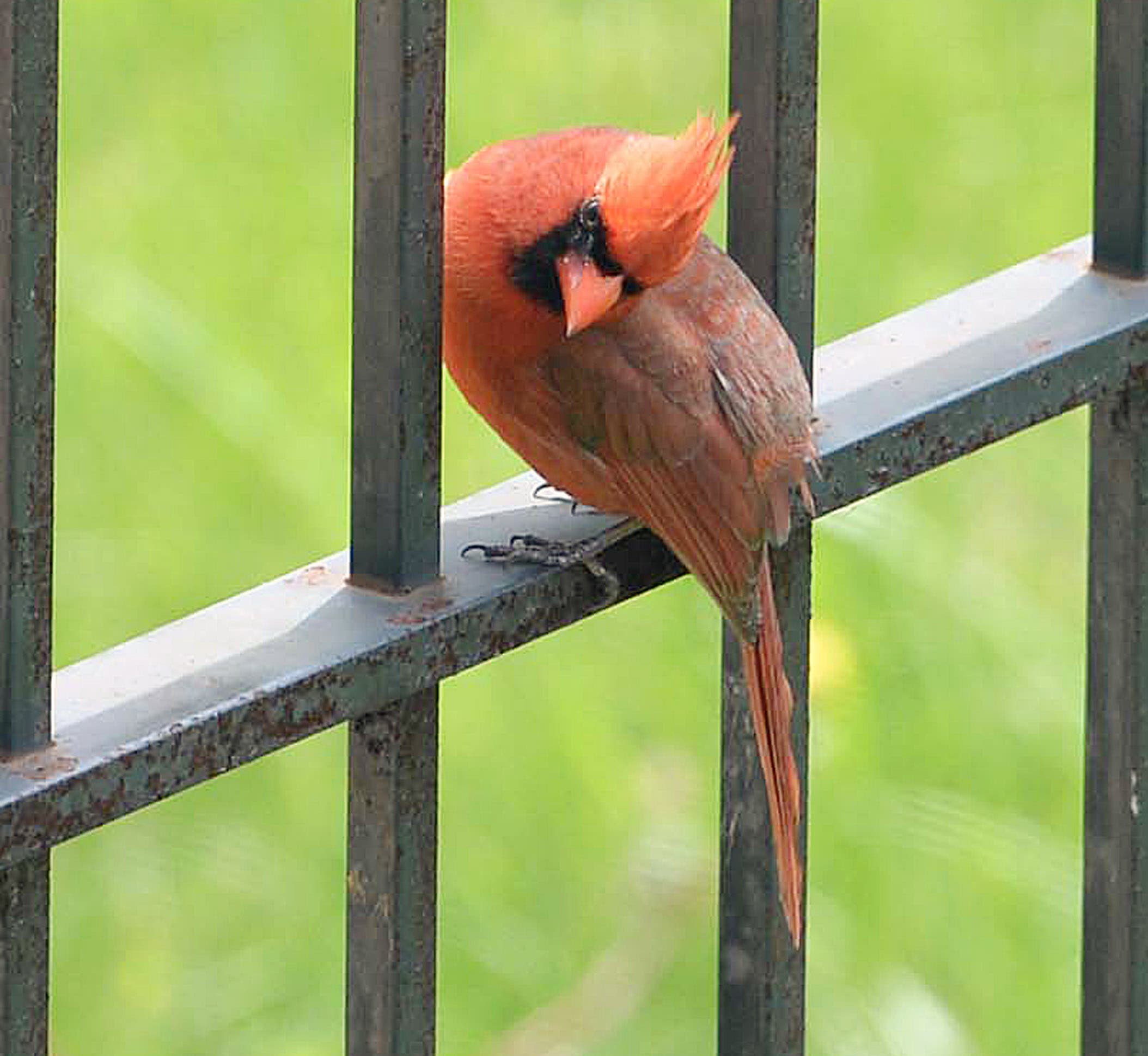 My special watchful friend © Photography from personal collection of John H. White, Pulitzer Prize Photographer