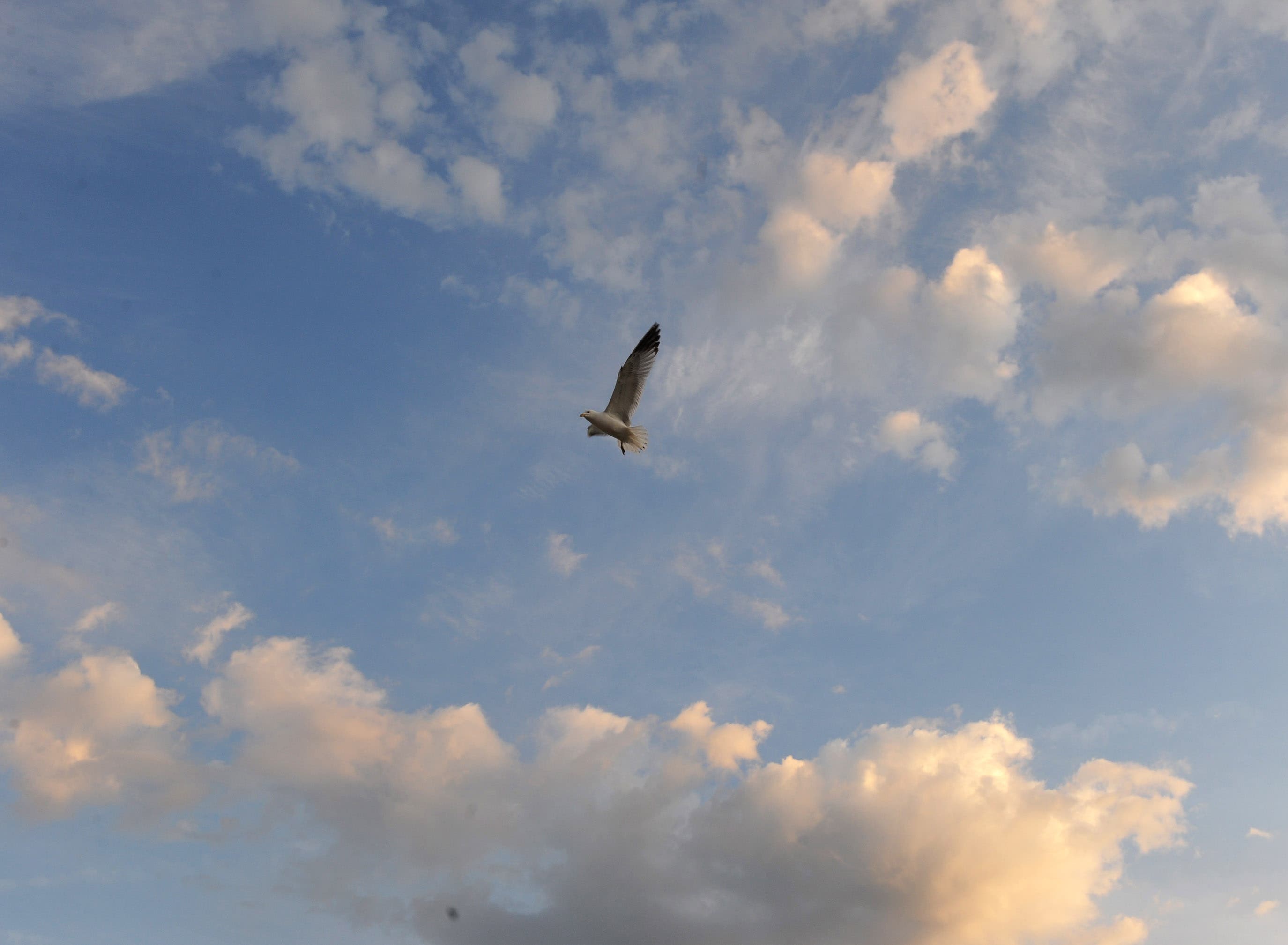 Saturday, May 7th, day of Adelaide's birts. This special bird is a symbol of life's flight ©Photography from personal collection of John H. White, Pulitzer Prize Photographer