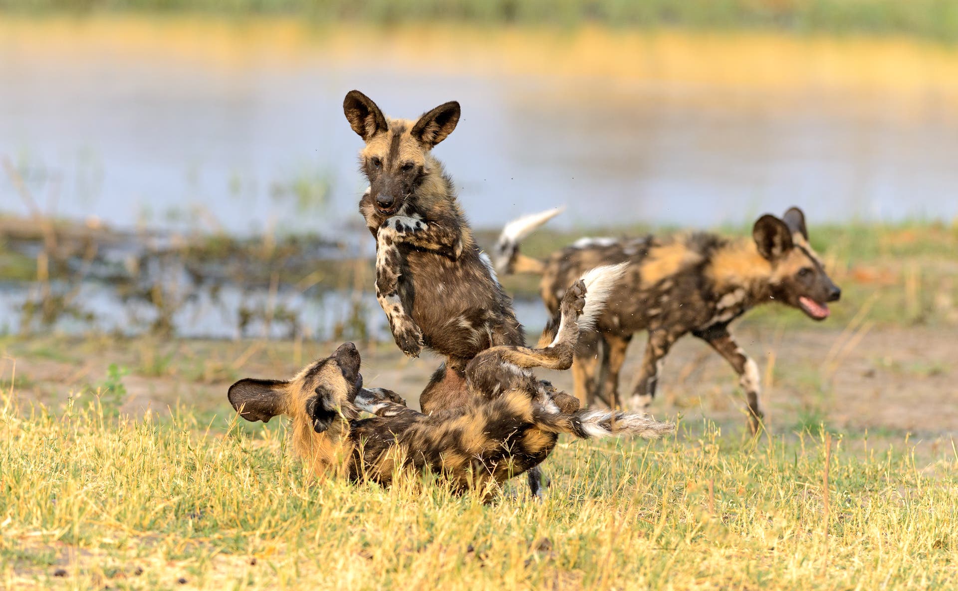 Wild dogs, Savute, Botswana