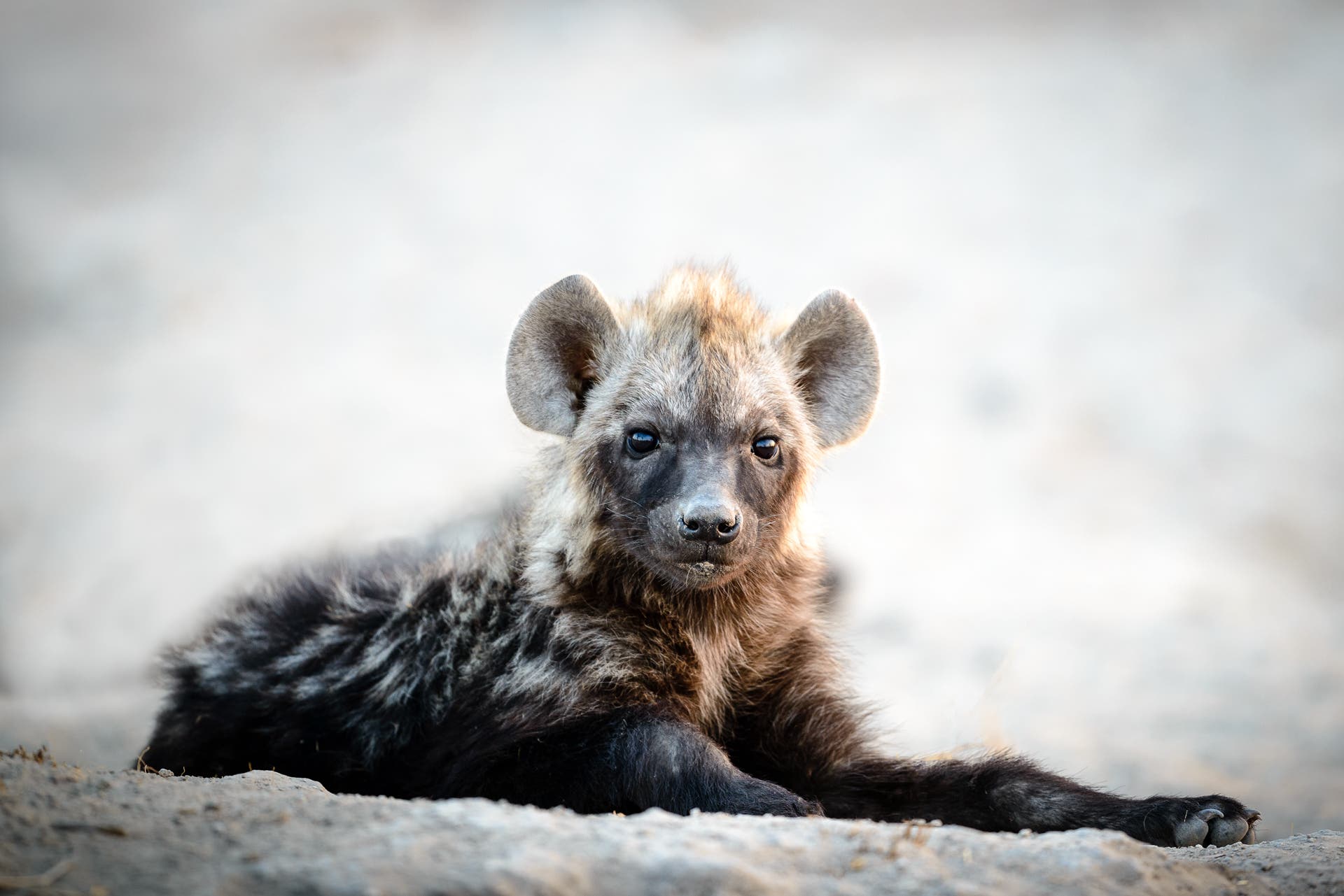 Hyena pup, Botswana, Africa