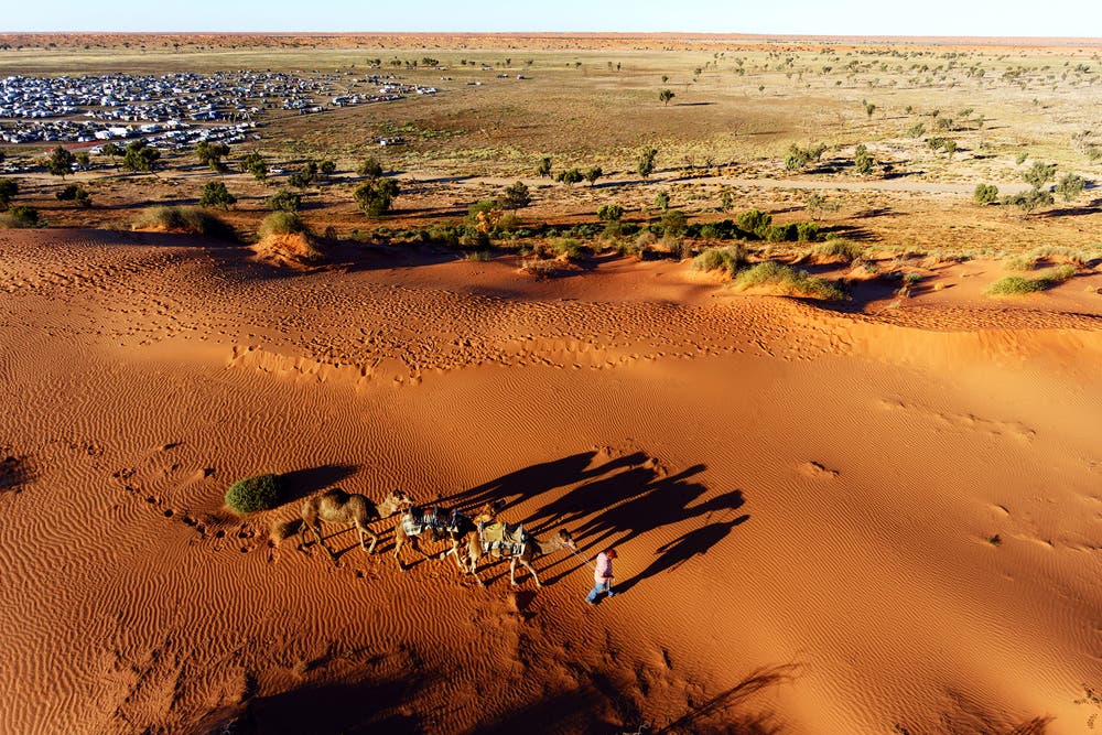 Camels in the Outback, Queensland Australia.