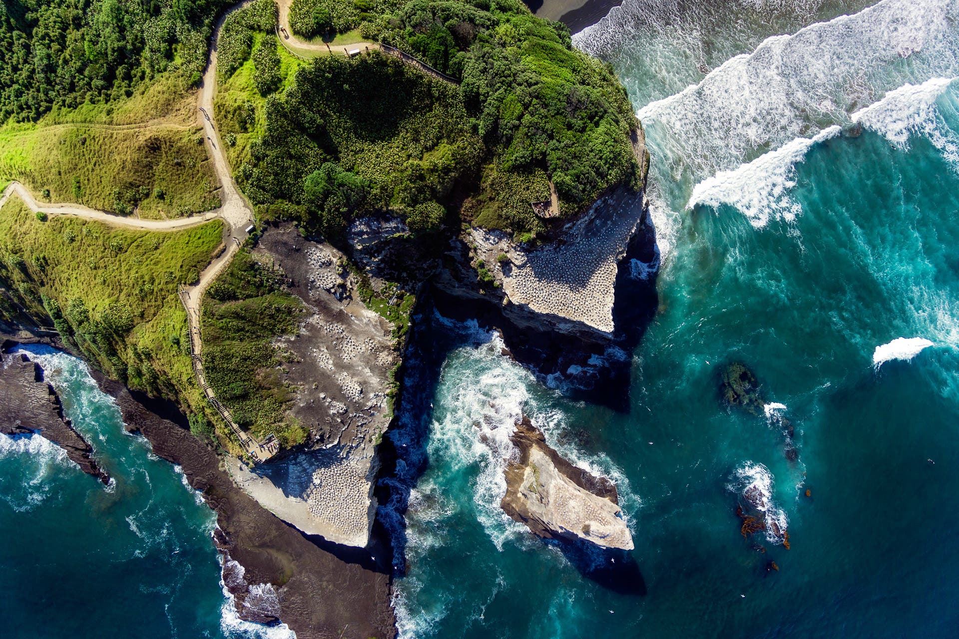 Aerial of Muriwai Gannet Colony