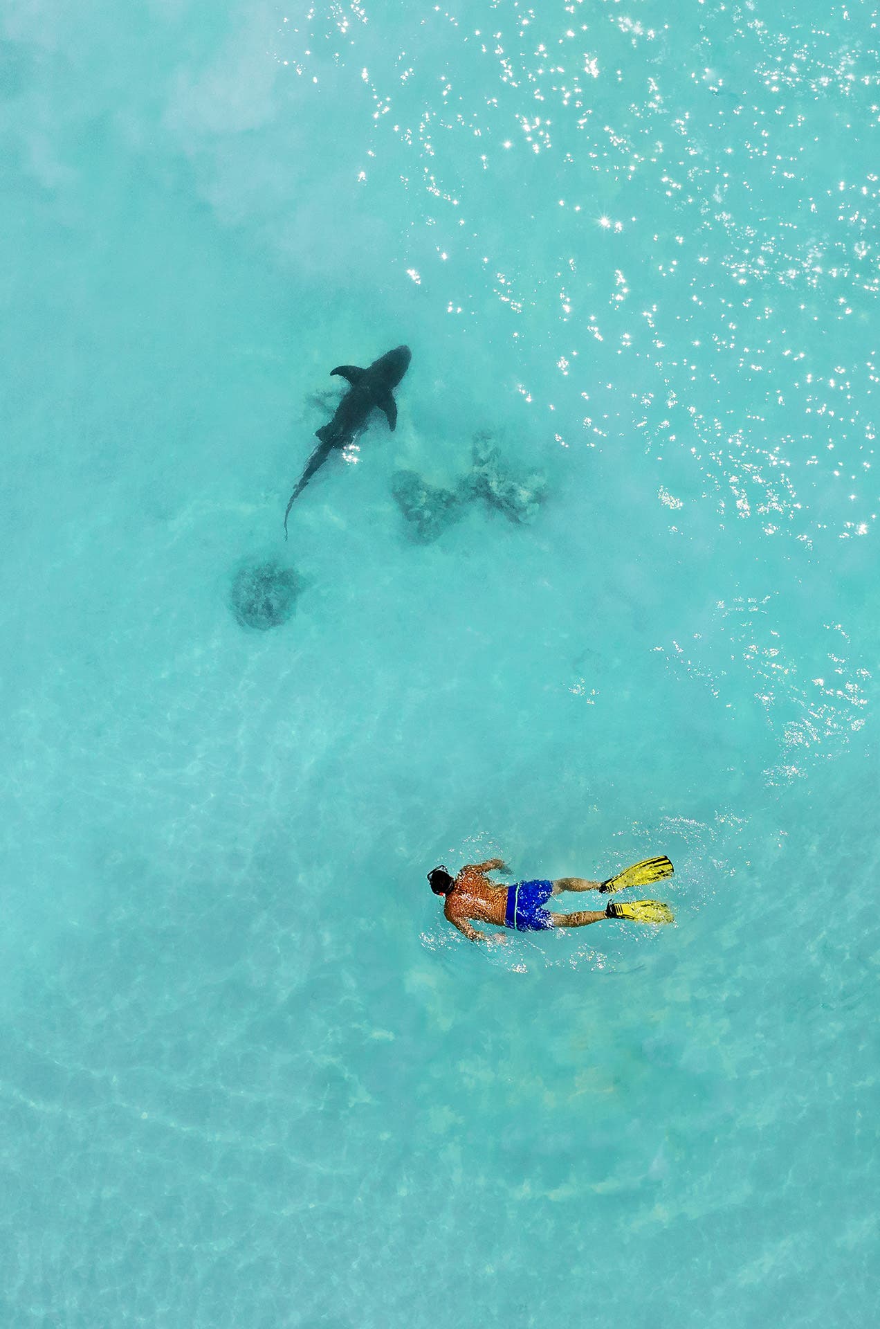 Snorkeler with shark - Fakarava Lagoon, Tuamoto Islands, French Polynesia.