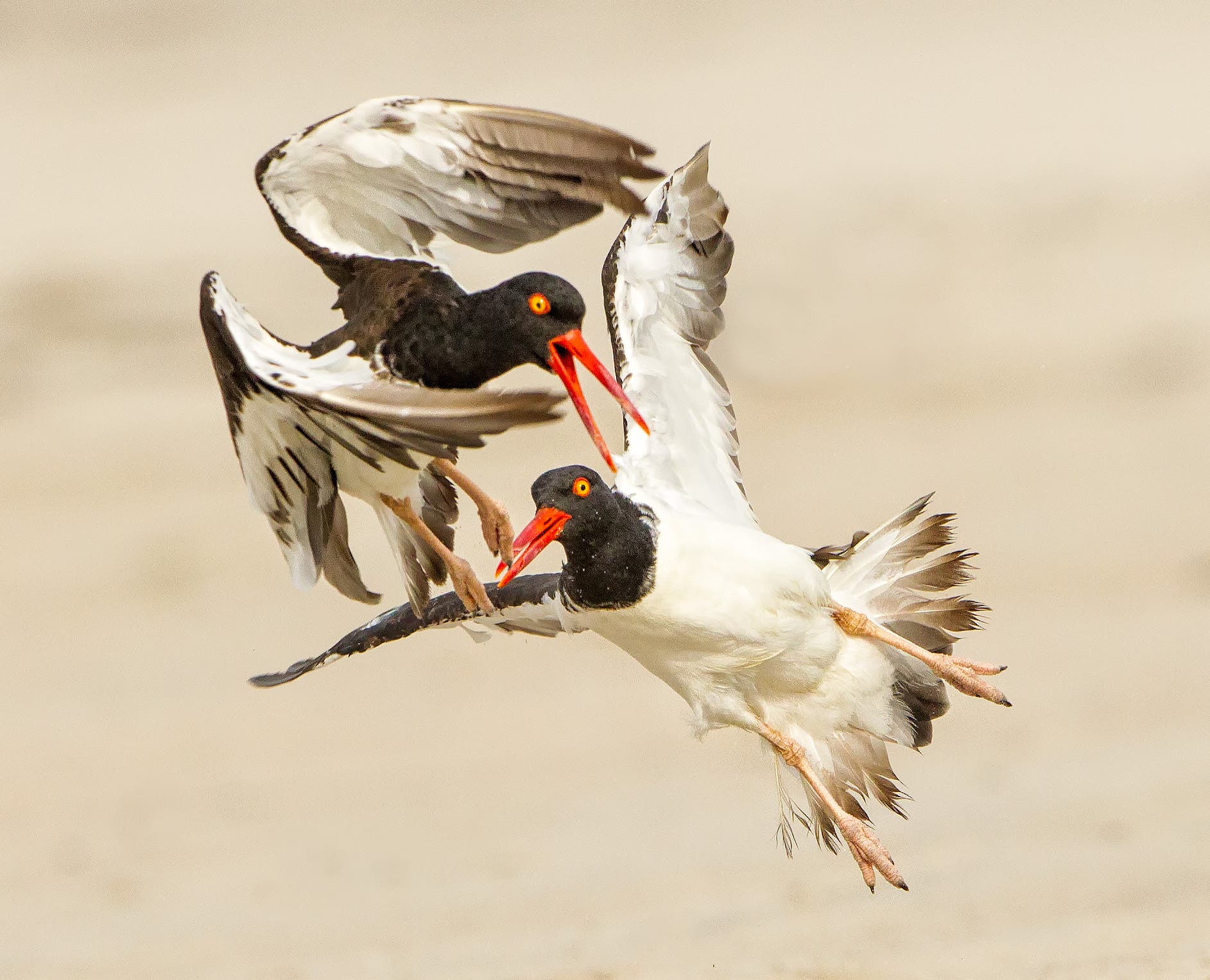 American Oyster Catcher -Photo by Lloyd Spitalnik