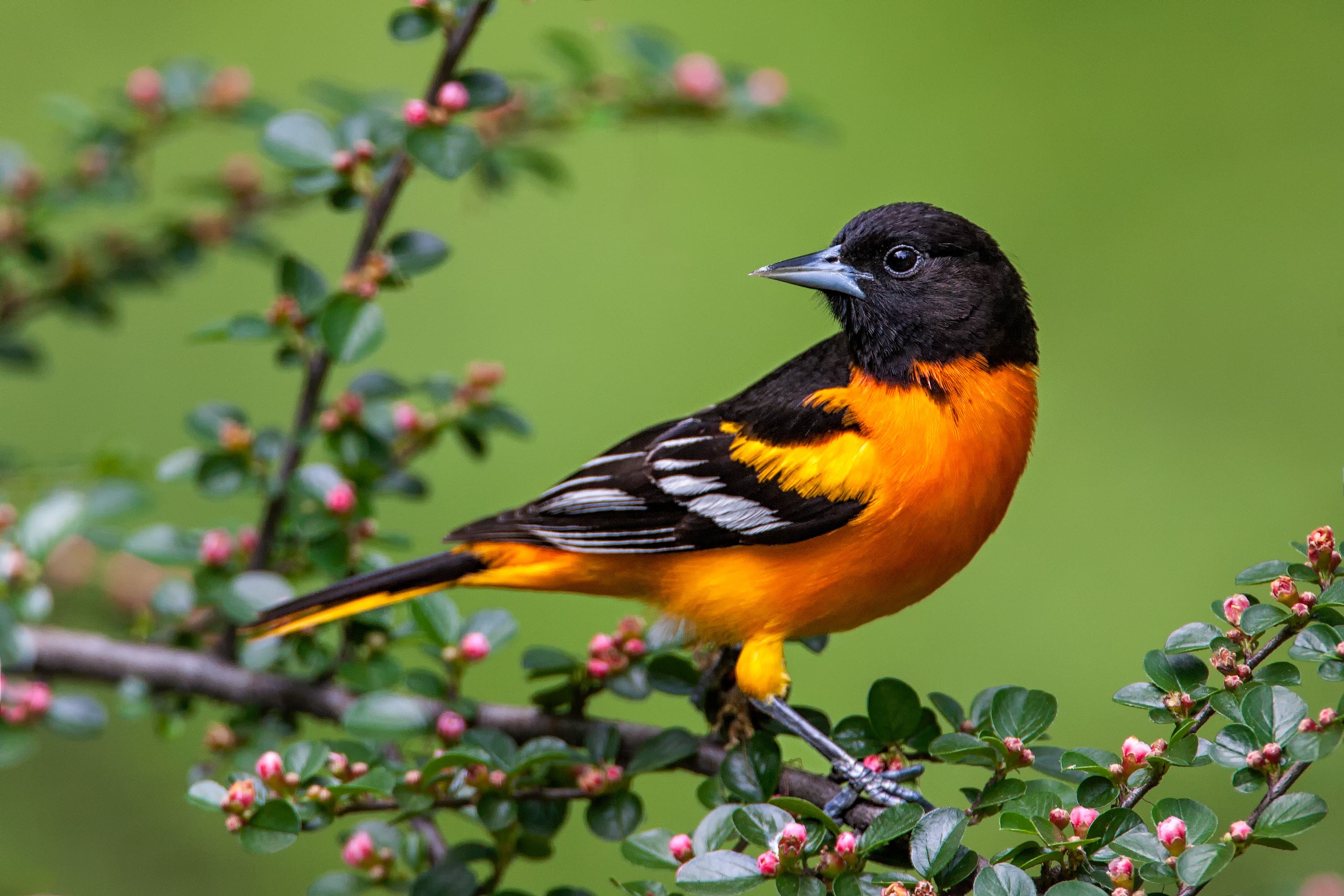 Baltimore Oriole - Photo by Lloyd Spitalnik