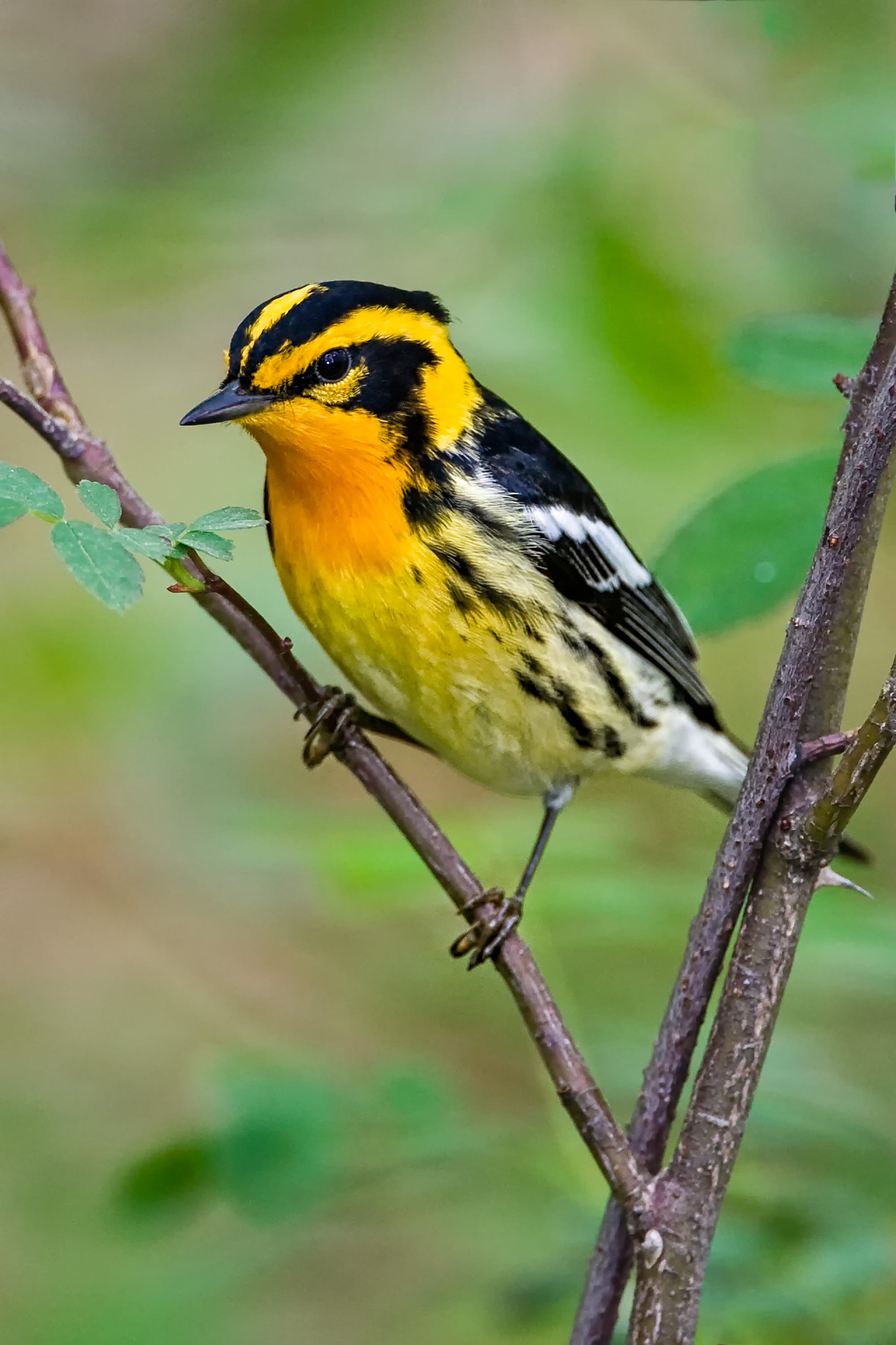 Blackburnian Warbler - Photo by Lloyd Spitalnik