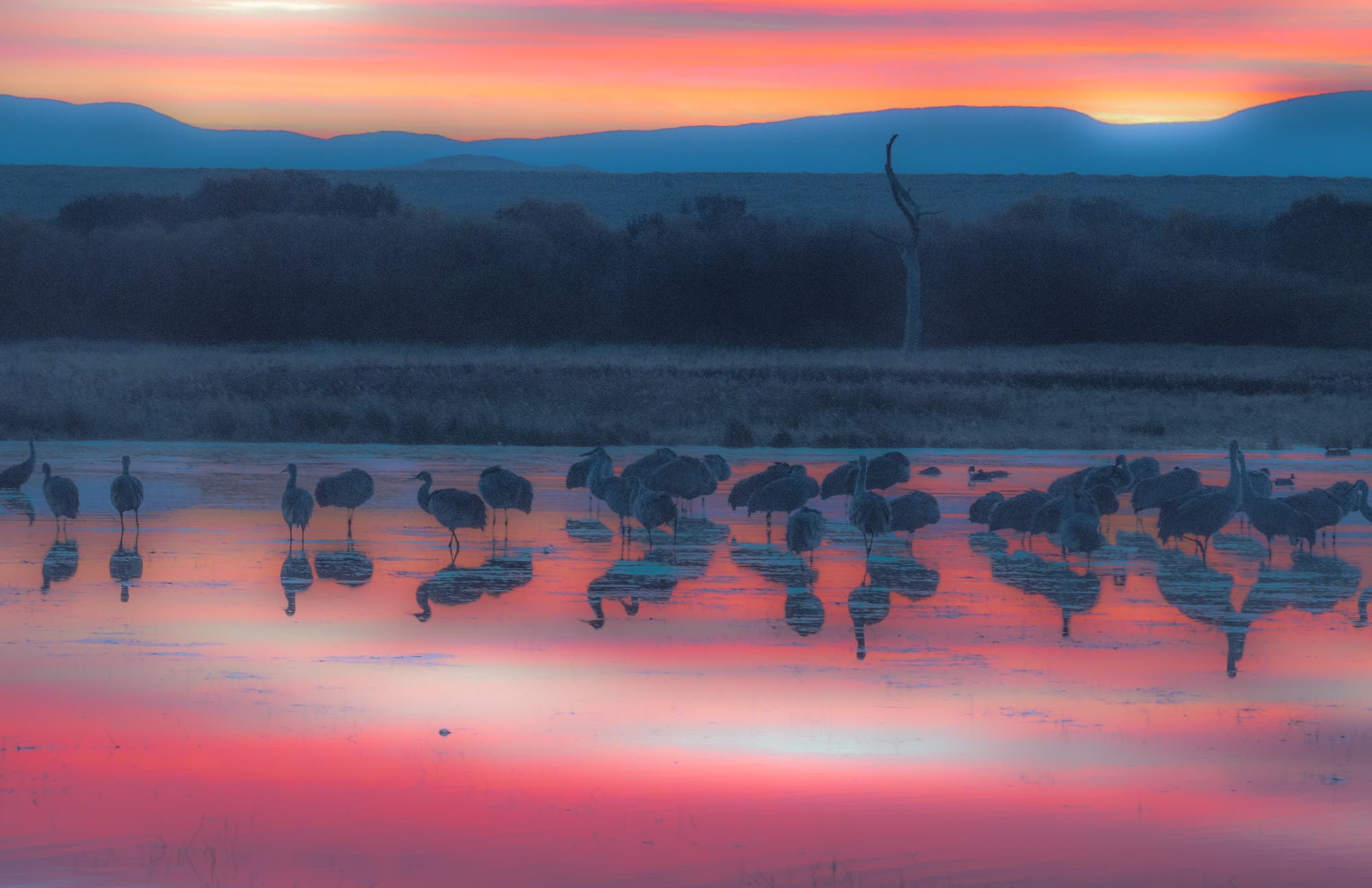 I arrived at this wetland area in Bosque del Apache Wildlife Refuge before sunrise and saw the Sandhill Cranes wading in the water. The sun was about to rise over the hills and the cloud cover, reflected in the water, turned brilliant colors. My dilemma was how to avoid a mass of black silhouetted against the bright sky. I decided to expose for the land to retain some detail on the birds and background. This would overexpose the sky and water, but I knew I could correct that in after-capture. Not only was I able to restore the colors that were originally overexposed, but I also decided to add a wash of bluish cyan and then diffuse the image a bit to soften the scene.