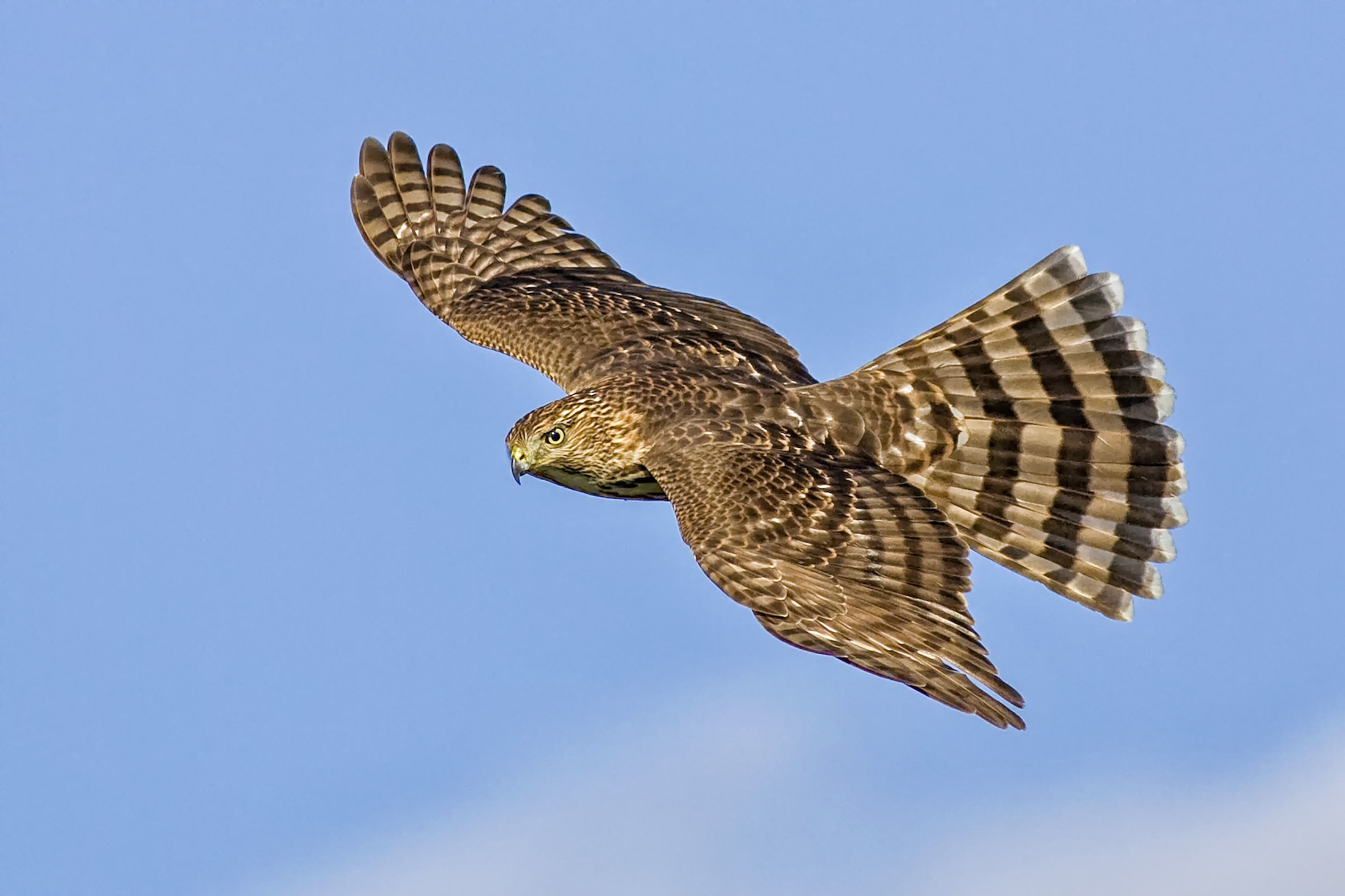 Coopers Hawk - Photo by Lloyd Spitalnik