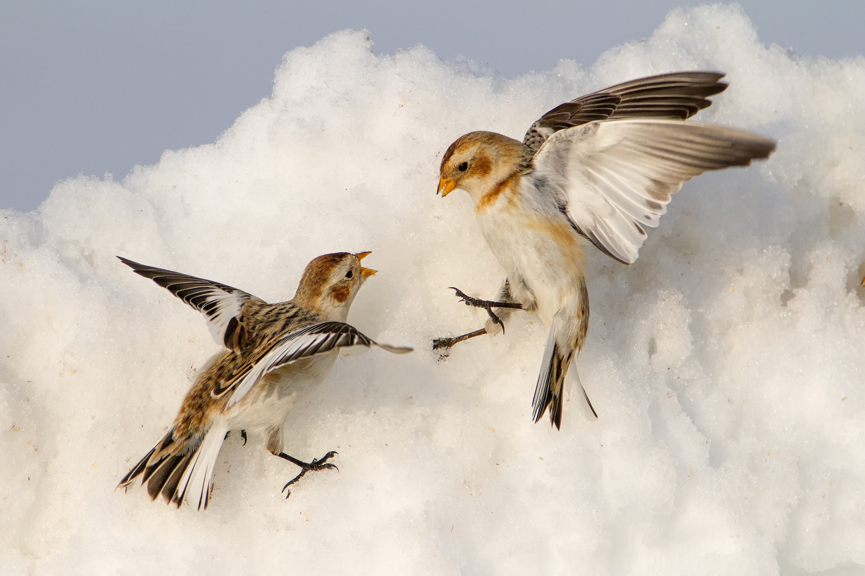 Snow Bunting - Photo by Lloyd Spitalnik