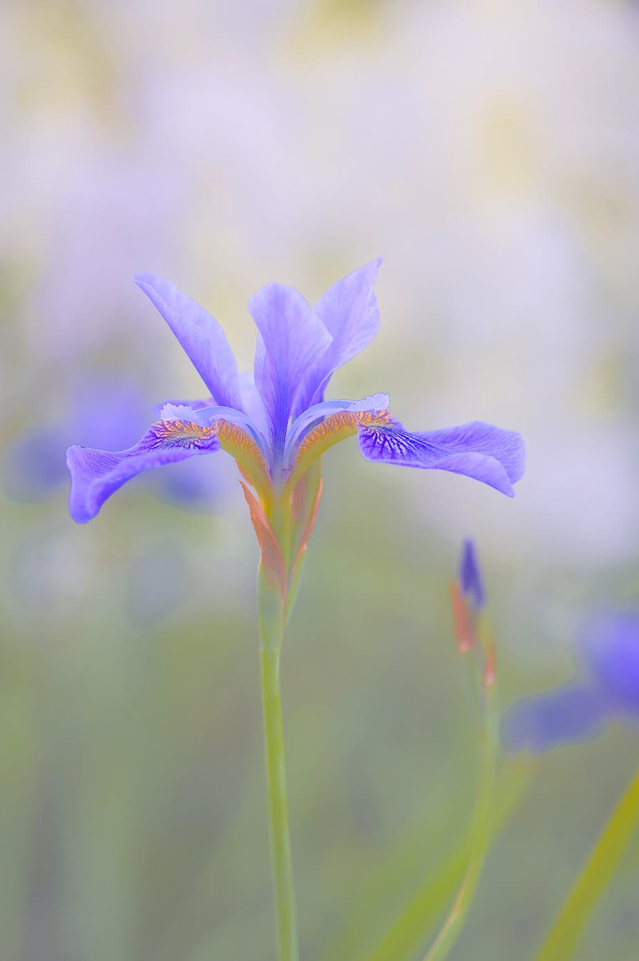 Photo by Allen Rokach