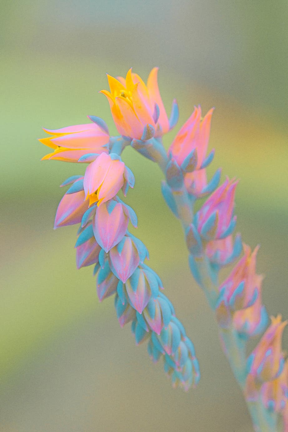 Photo by Allen Rokach