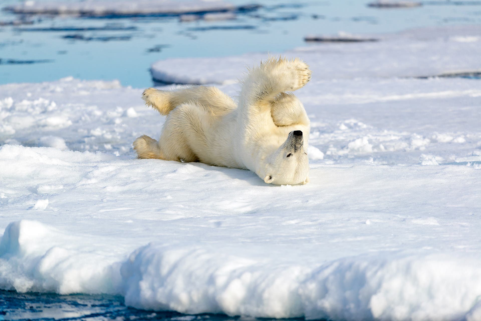polar bear on the arctic ice, Spitsbergen