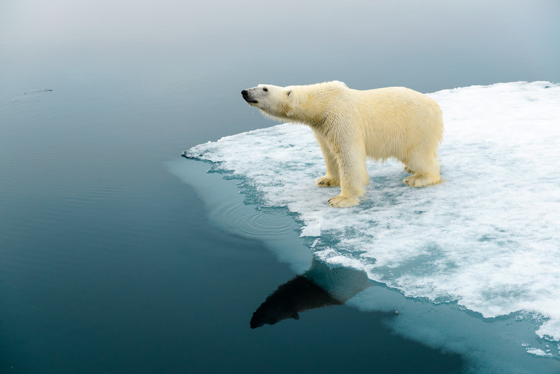 polar bear on the arctic ice, Spitsbergen