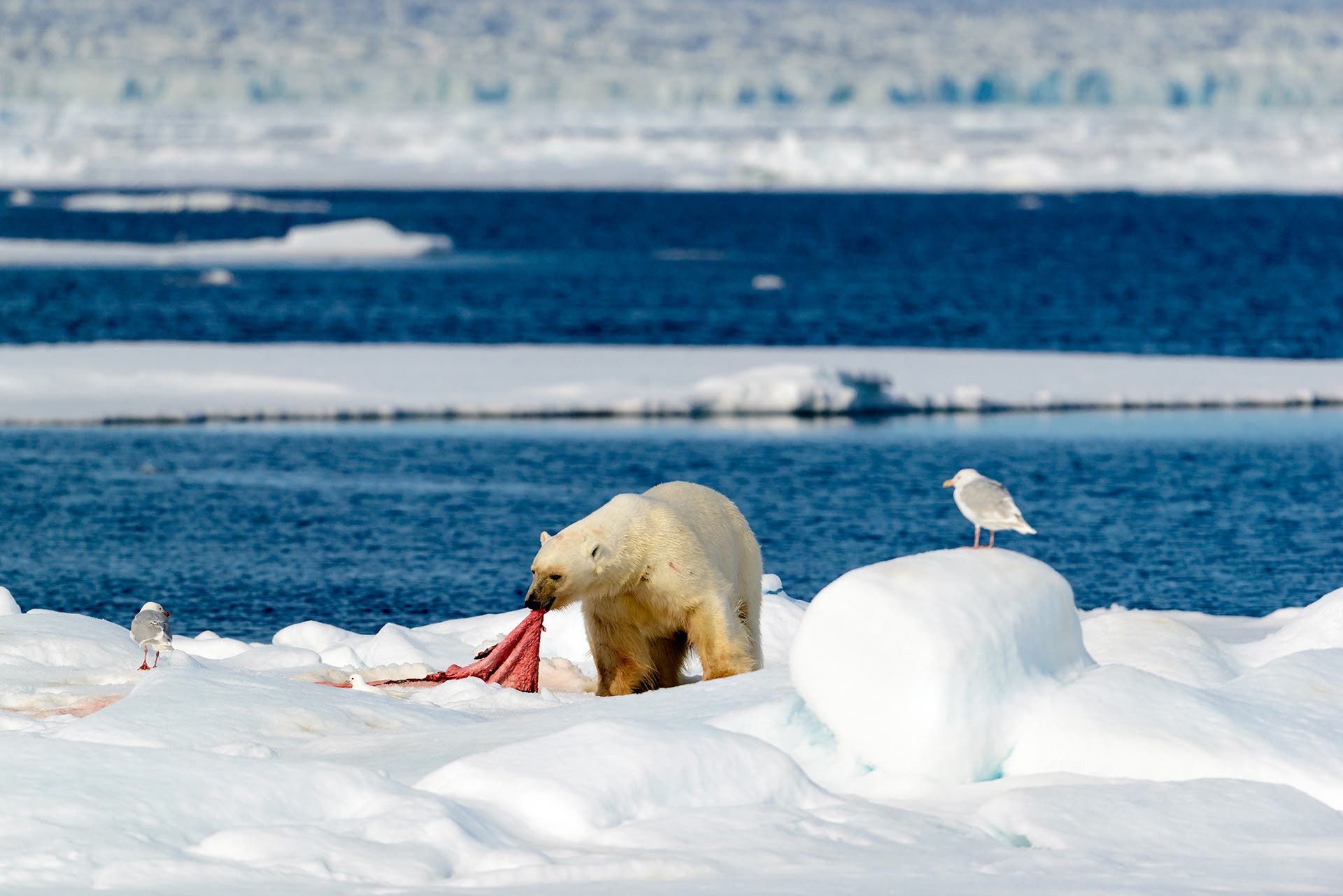 polar bear on the arctic ice, Spitsbergen
