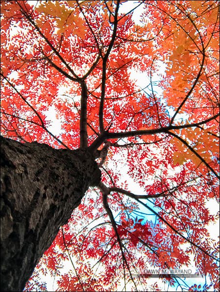 12-perspective-02