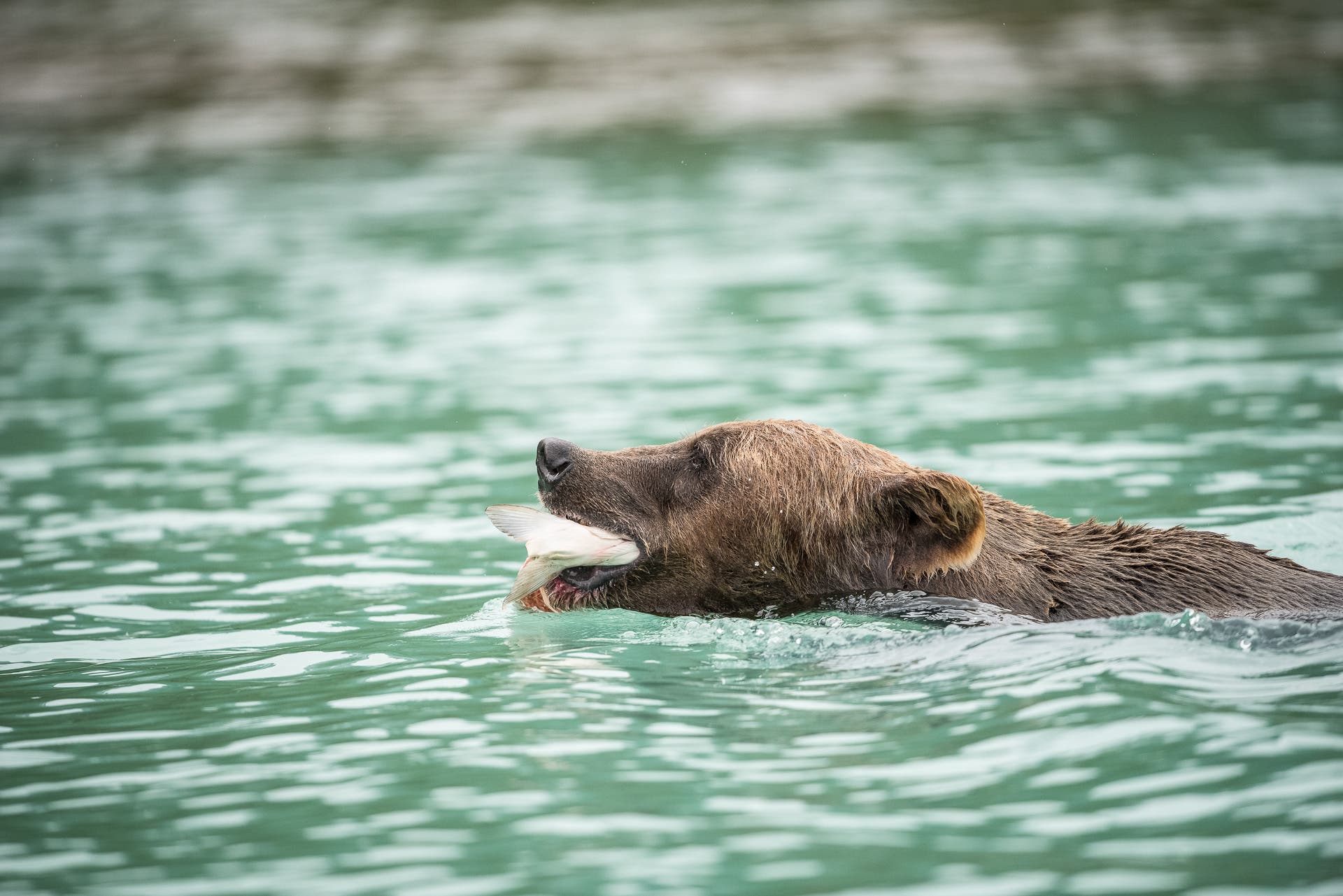 “Snorkel”, a bear known due to his technique of diving for fish near the lodge.