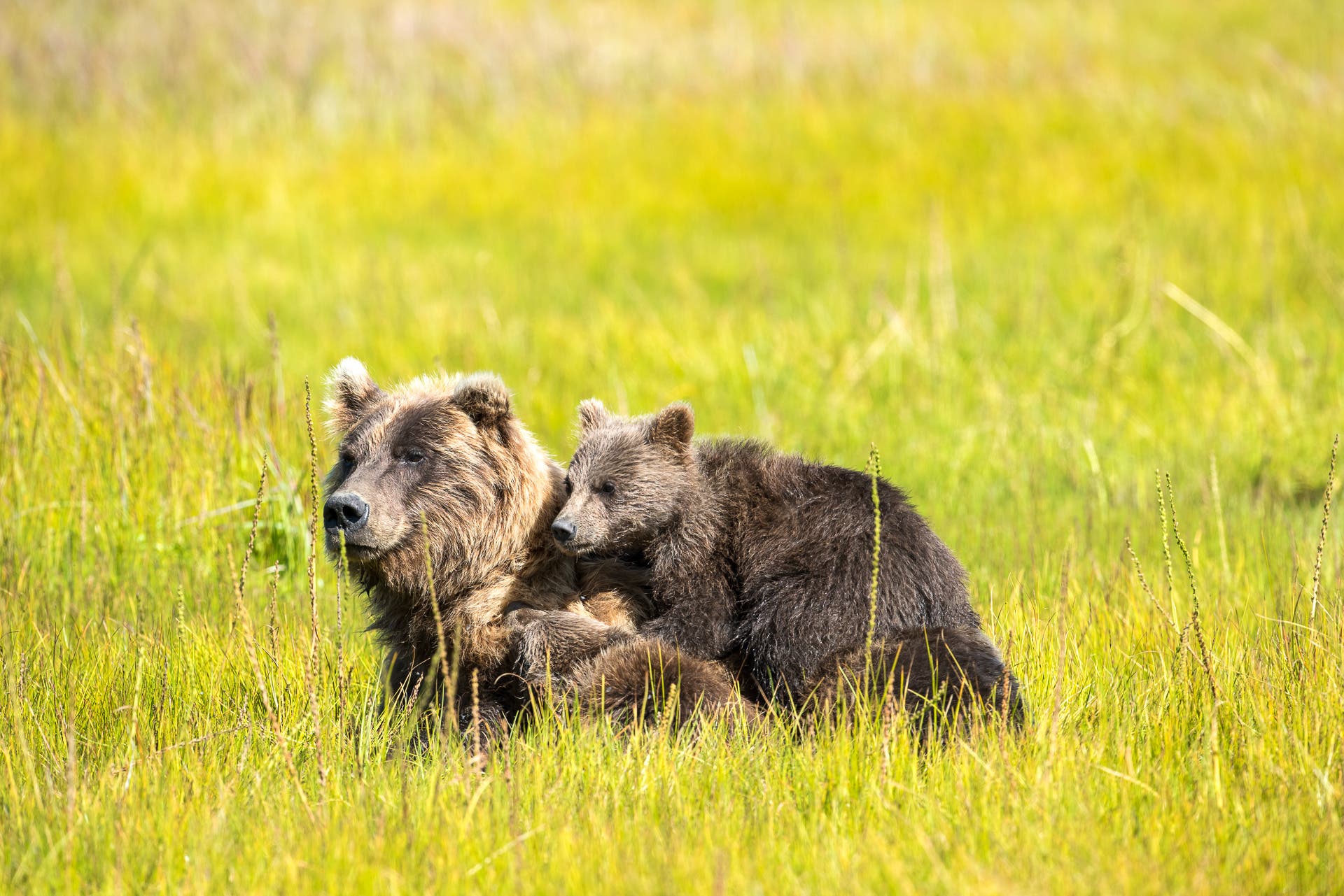 Mother bear with her cubs resting in the grass.