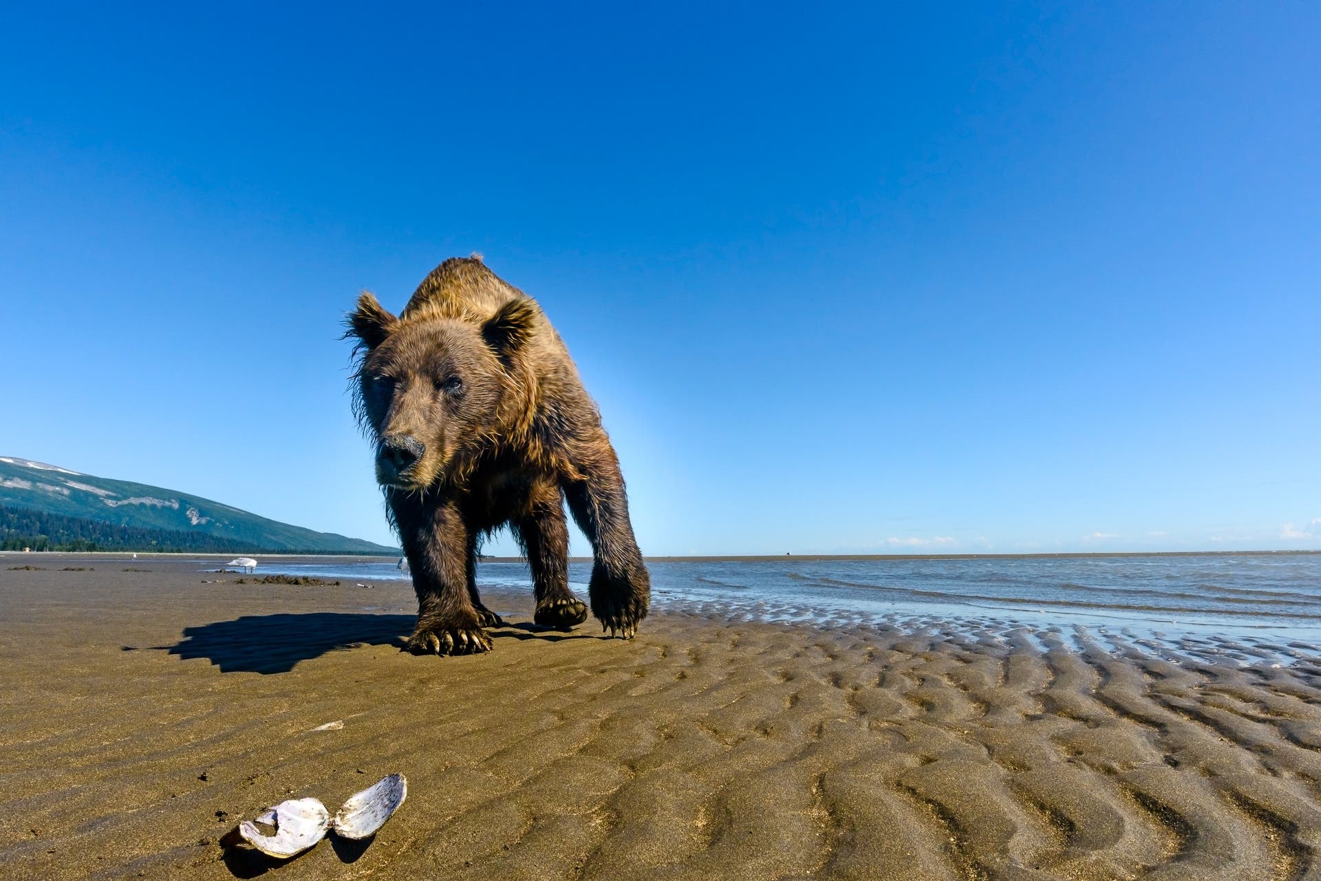 A bear wanders the beach looking for clams.