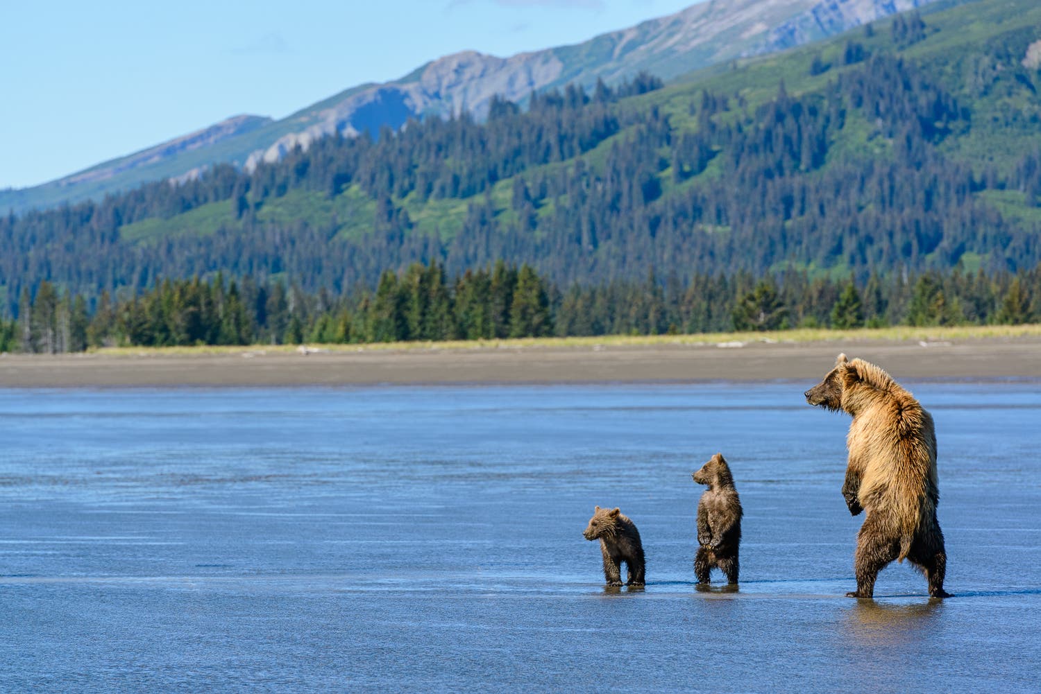 Bear family on the beach. Silver Salmon Creek, Lake Clark National Park, Alaska