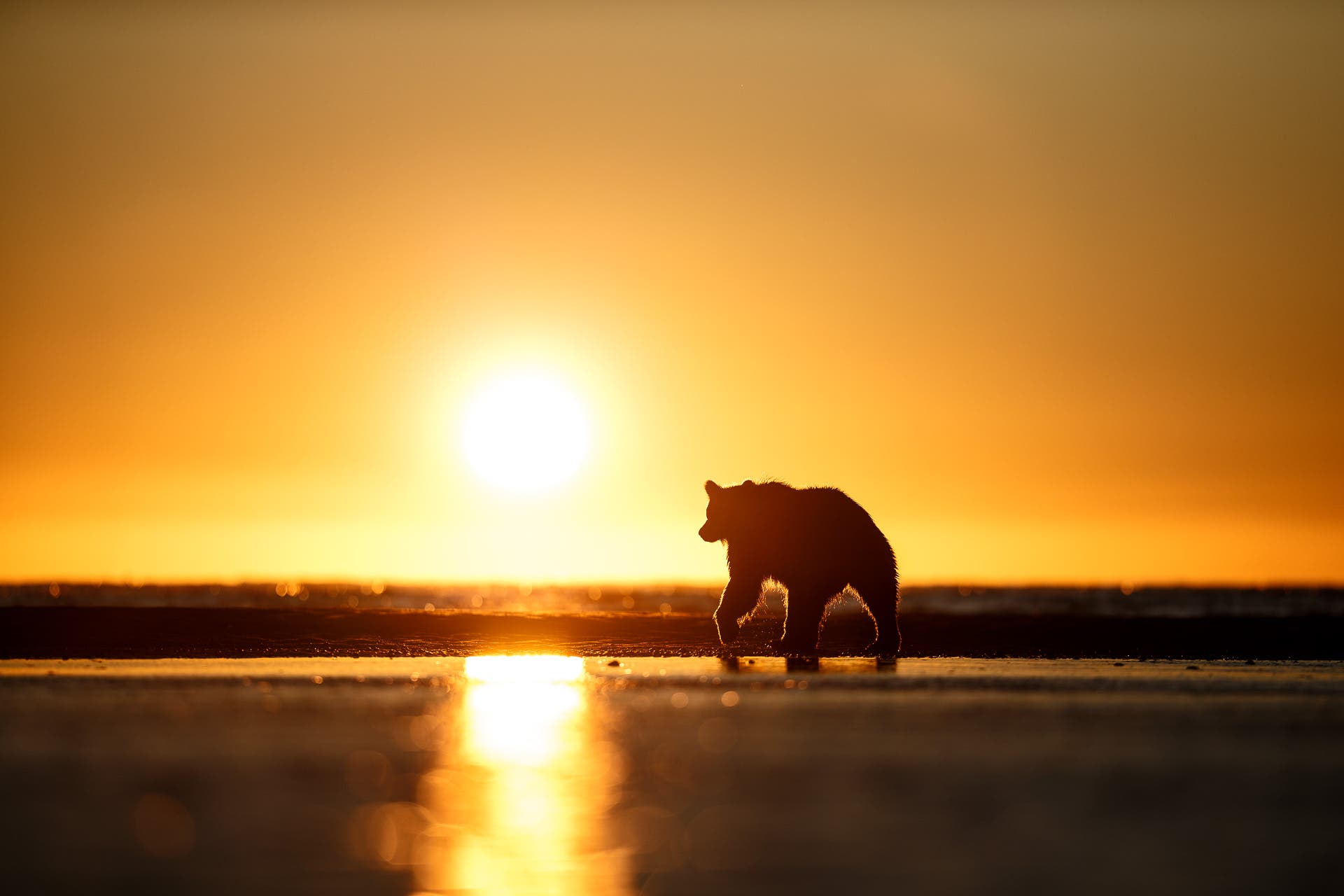 A sunset evening makes for a golden bear image.