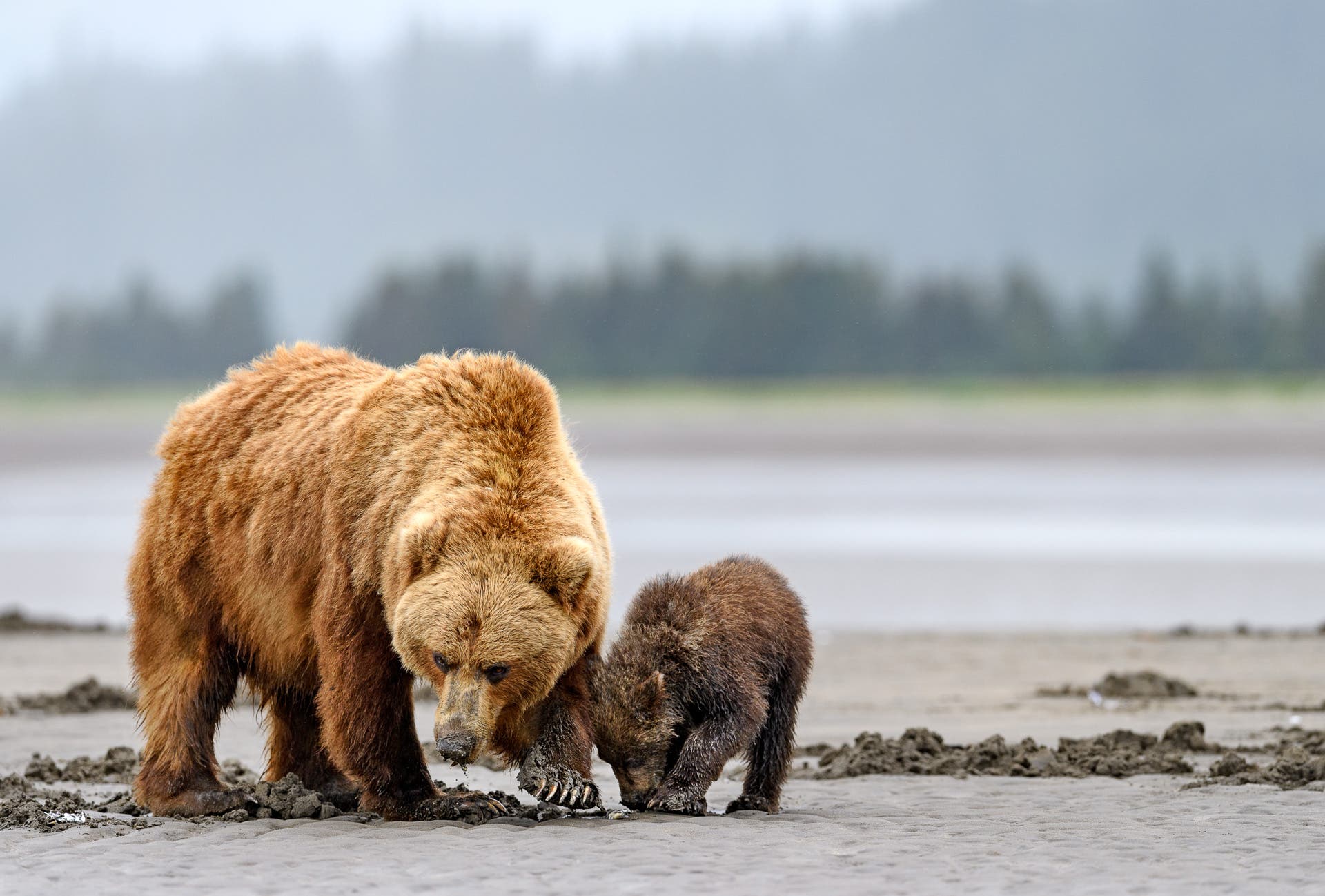 A mother bear showing her cubs how to dig for clams along the sea shore.