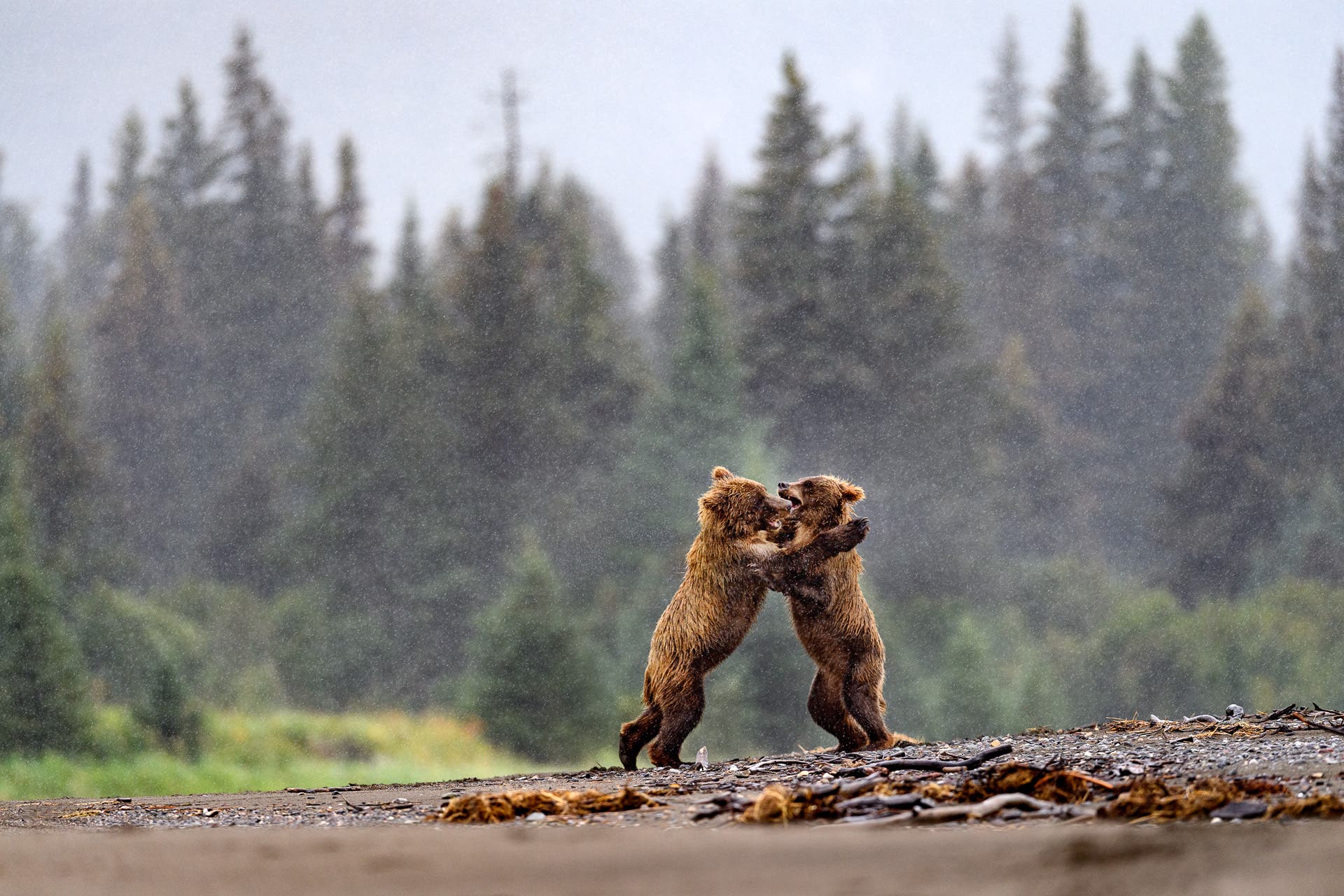 Two young bears enjoy play fighting as a way of developing the skills they will need in adulthood.