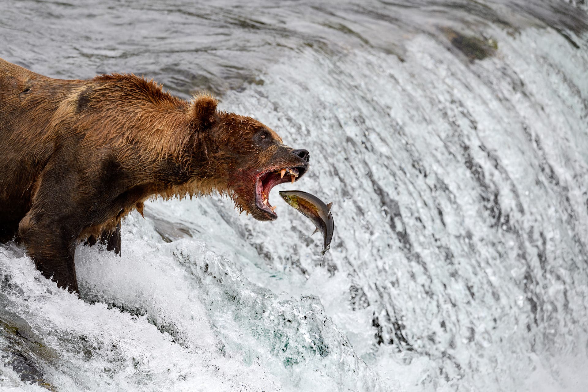The leaping salmon at Brooks Falls, straight into the mouth of this waiting bear.