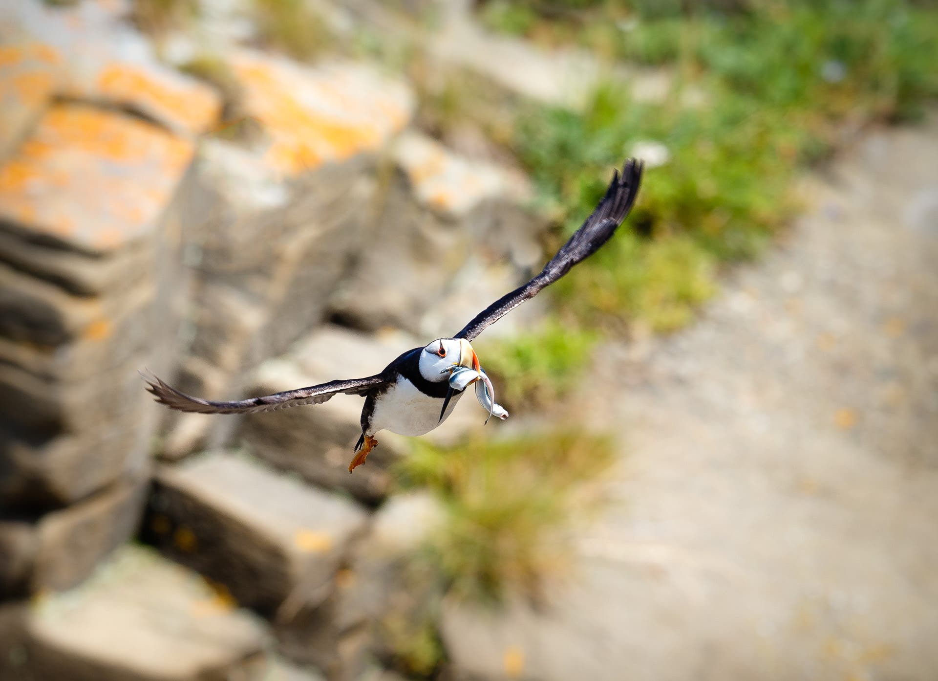 Horned Puffin in flight with sand eels in it's beak. Lake Clark National Park, Alaska.