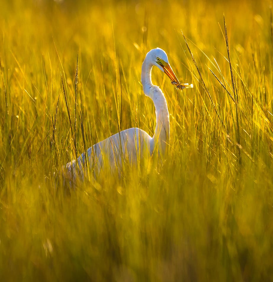 CANON 1D Sigma 500mm - ISO 200 1/1000 F4 ( HAND HELD )
