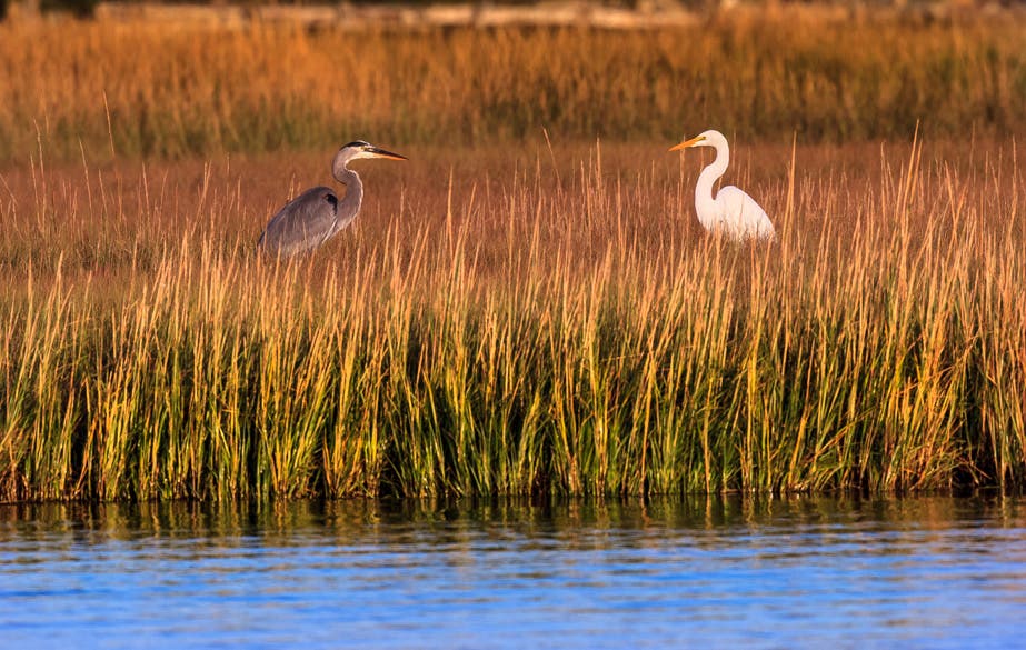 CANON 1D Sigma 500mm - ISO 200 1/640 F8 ( HAND HELD )