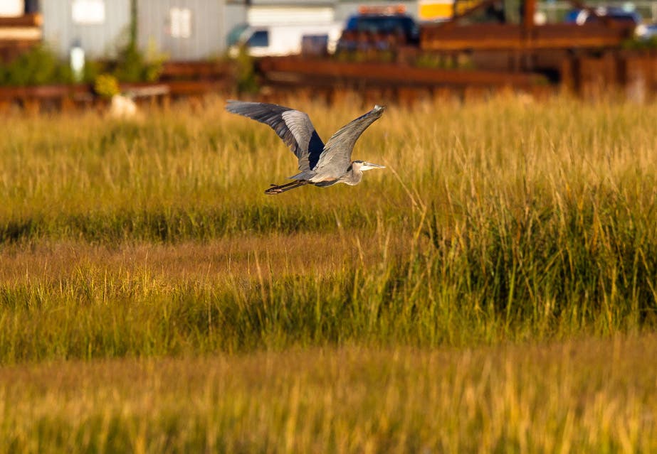 CANON 1D Sigma 500mm - ISO 320 1/640 F7.1 ( HAND HELD