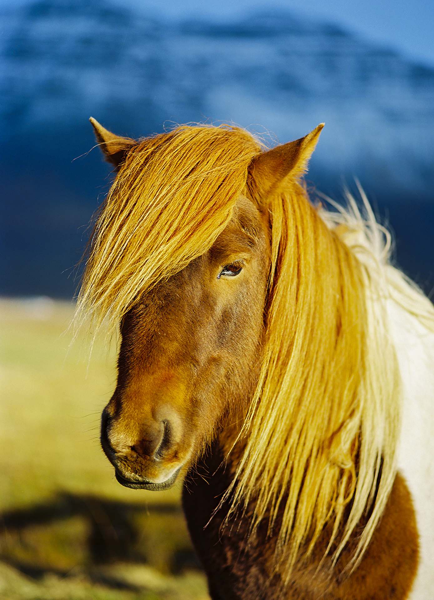 Horse, Iceland. Shot on Pentax 645 with Kodak Ektar 100 Film. Photo by Jeff Marsala. @jeffmarsalaphotography