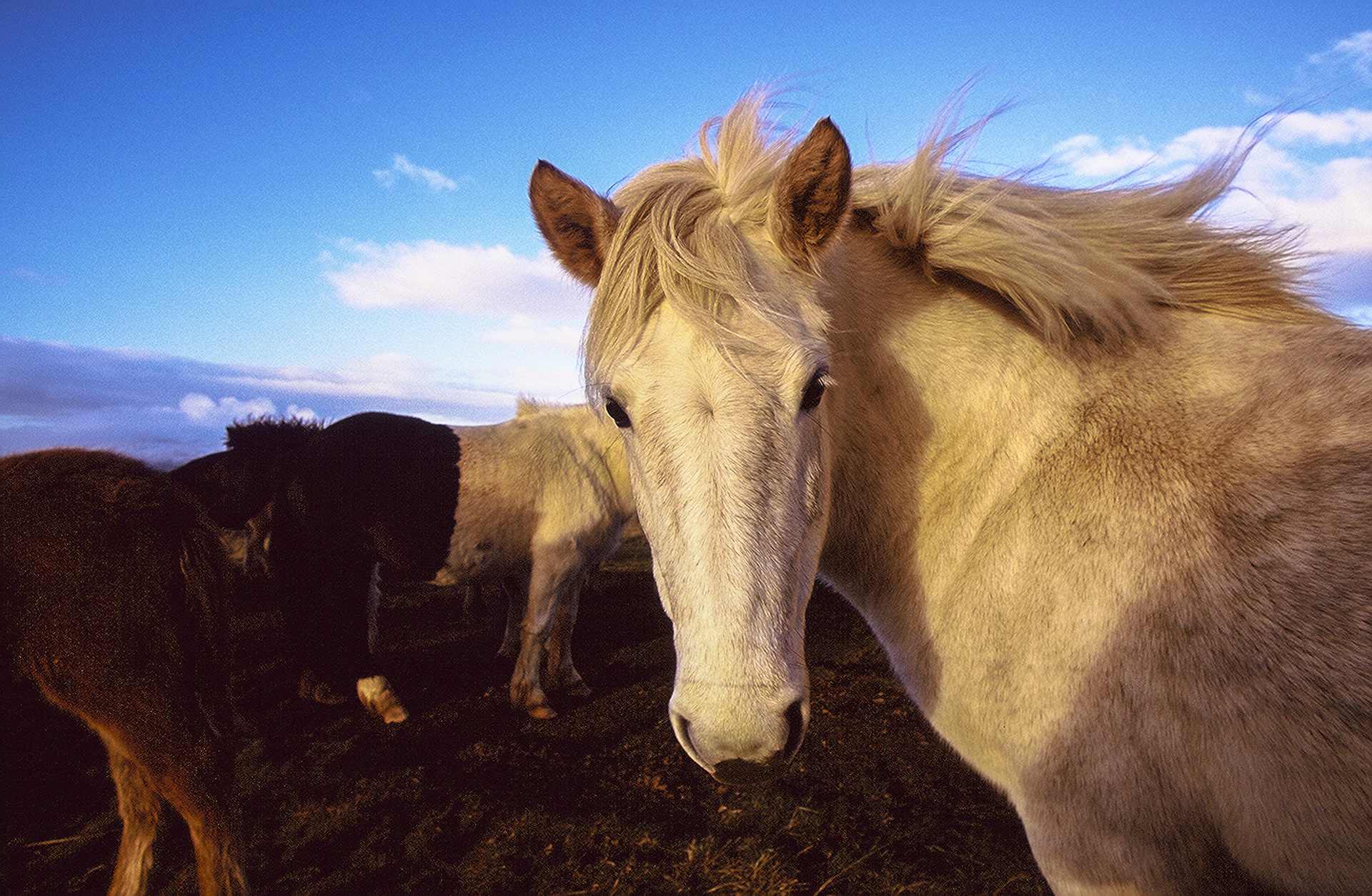 Horse, Iceland. Shot on Canon Elan 7e with Fuji Velva 50. Photo by Jeff Marsala. @jeffmarsalaphotography