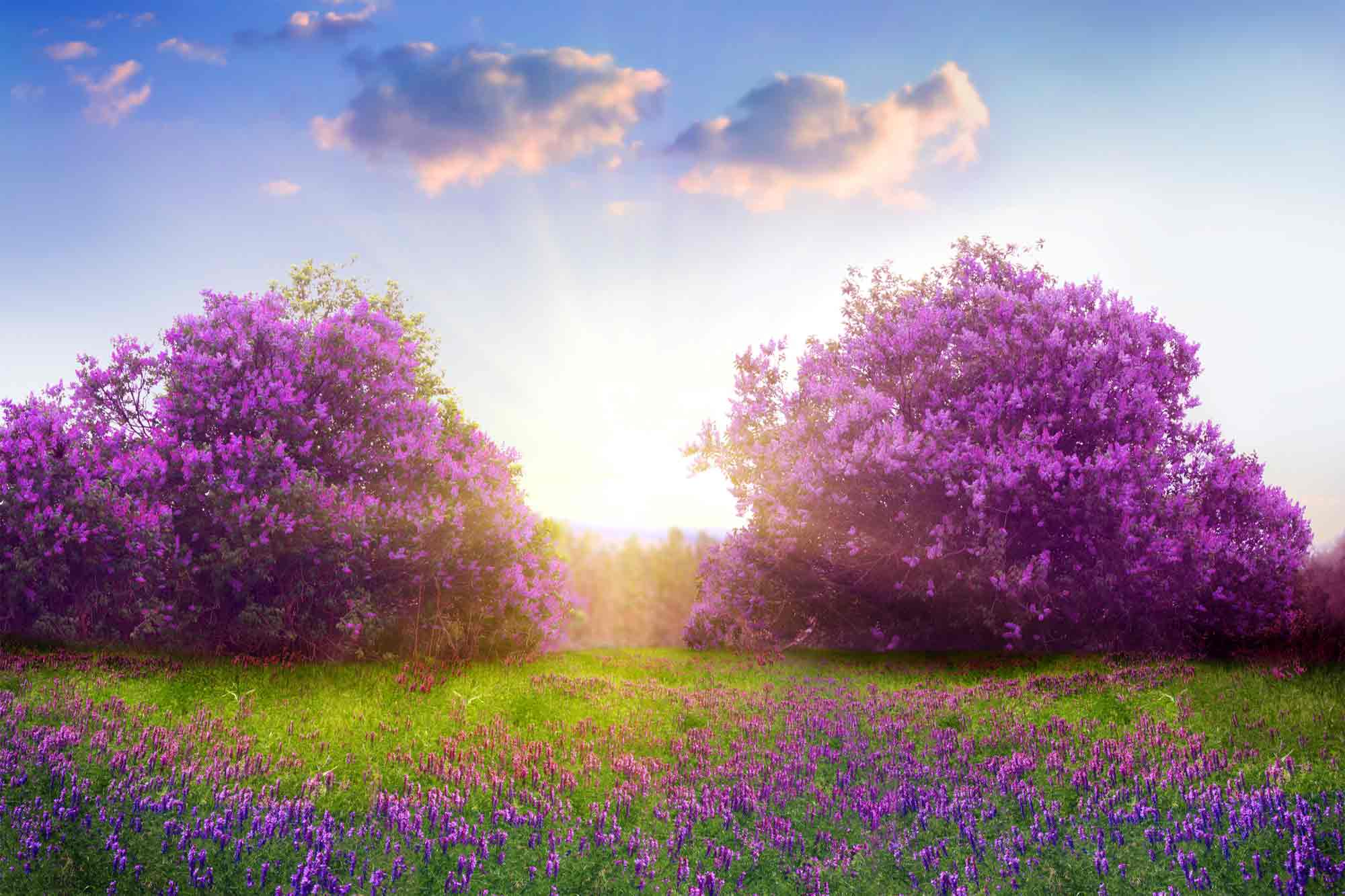 lilac trees and flowers in a field