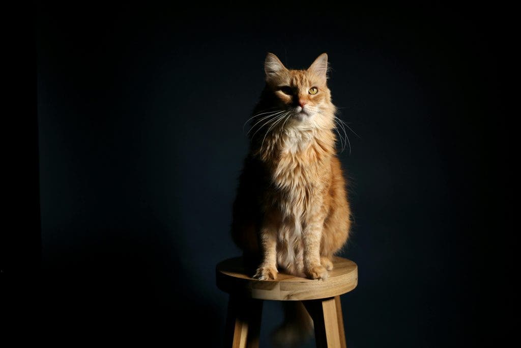 Pet portrait with side lighting