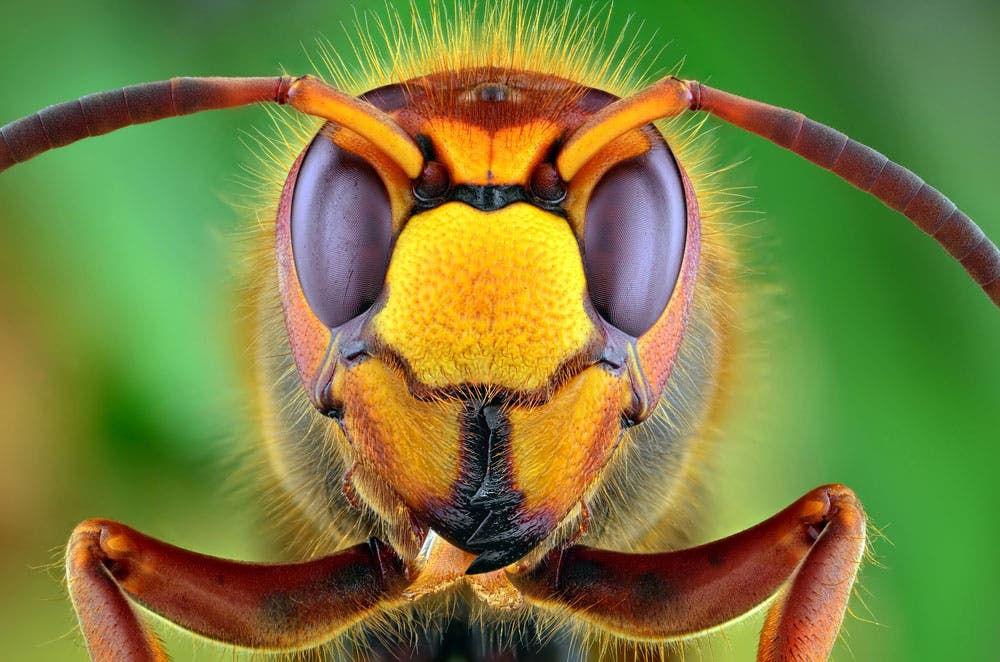 close-up image of a hornet shot with a macro lens