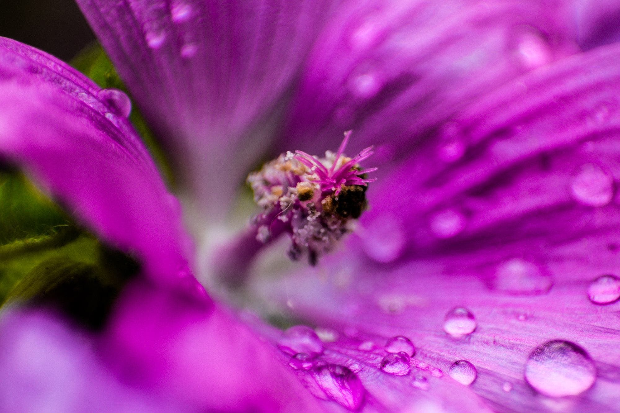 macro flower with water droplets using reversing ring and kit lens