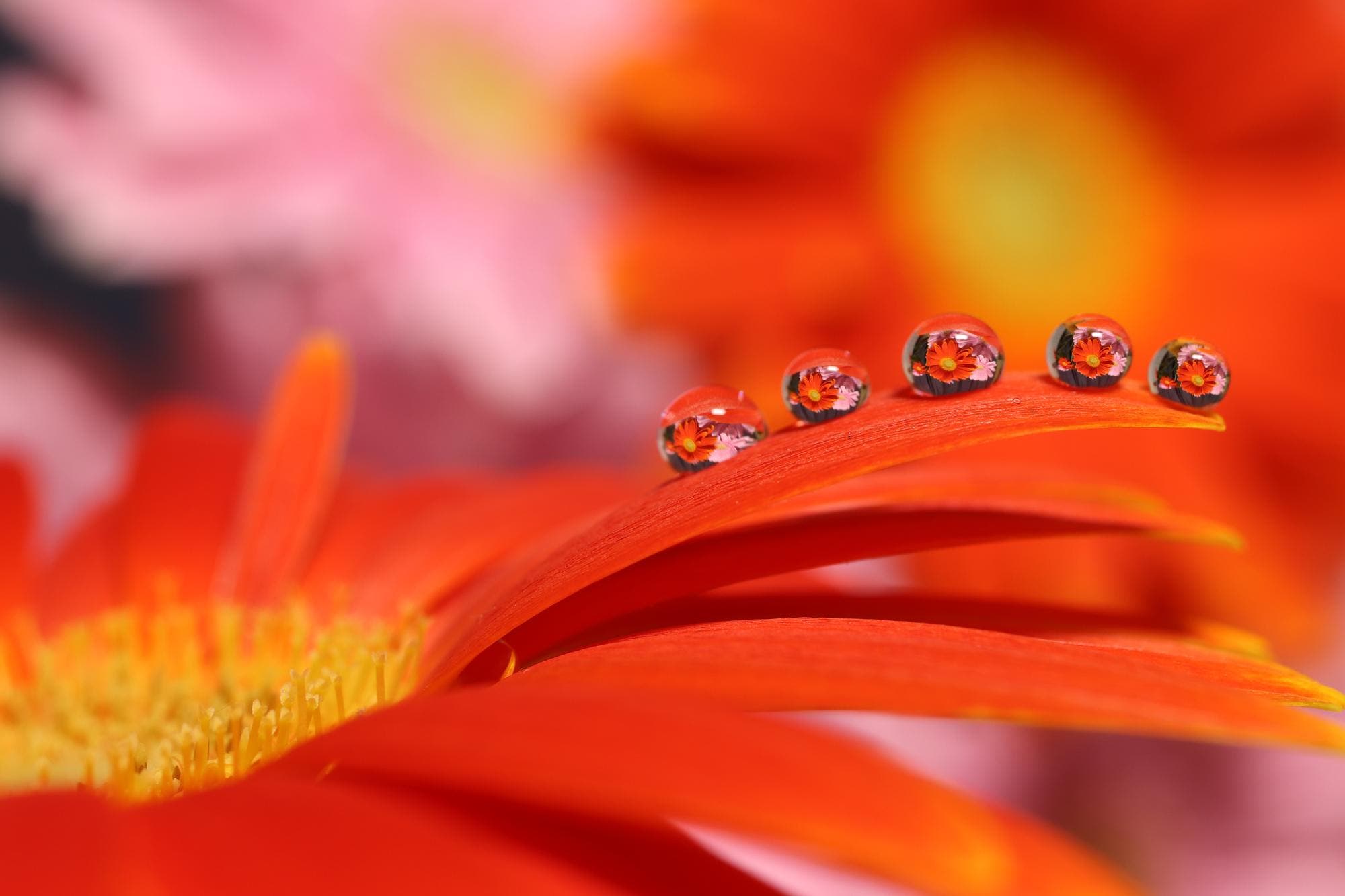 courtesy of Canon